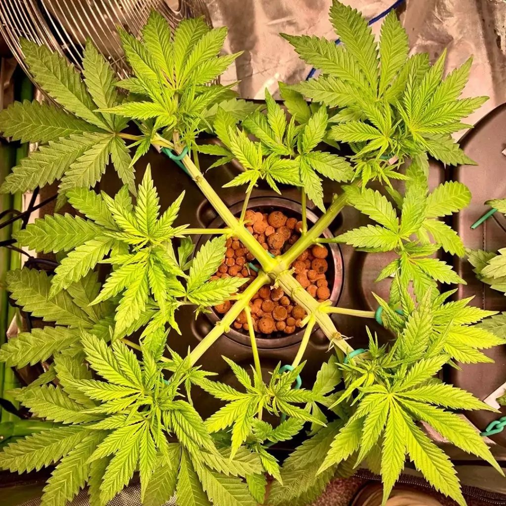 My Plant