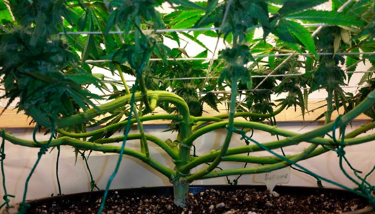 My Plant