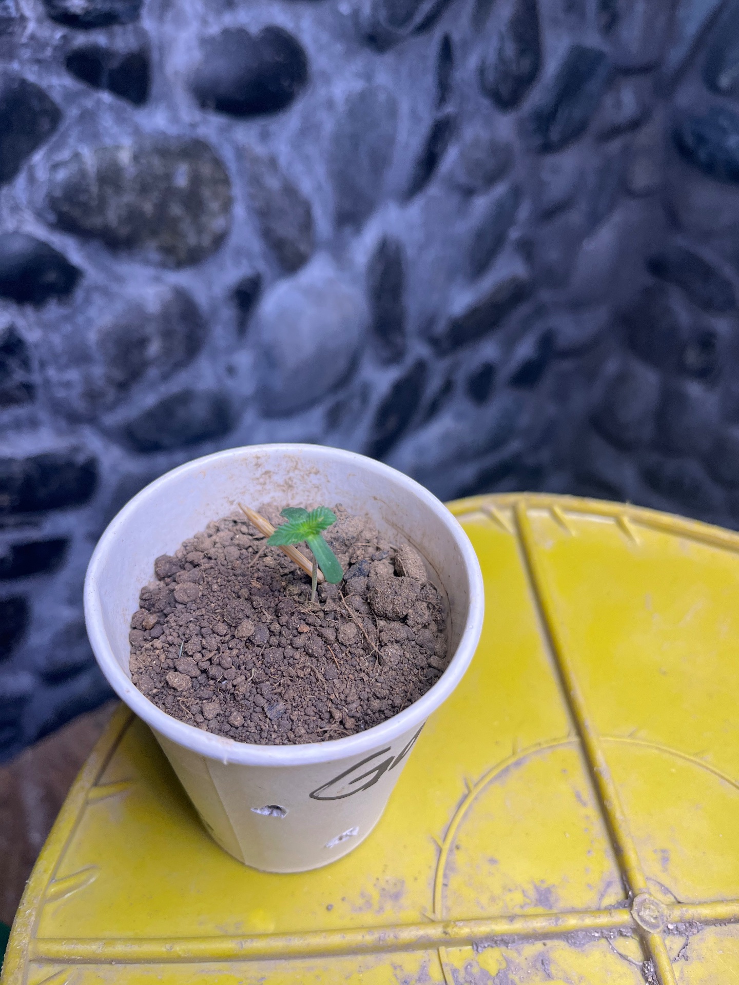 My Plant
