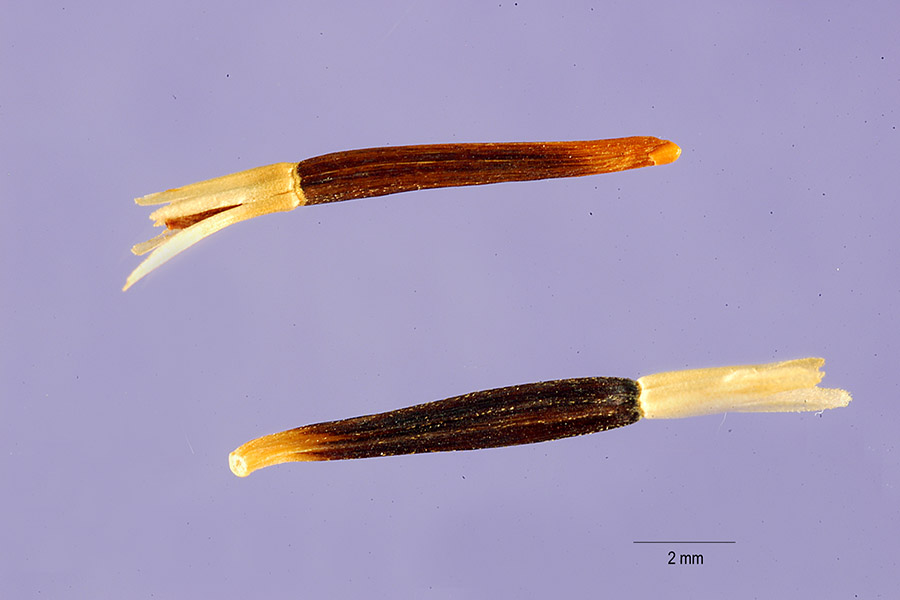 Photograph of African Marigold