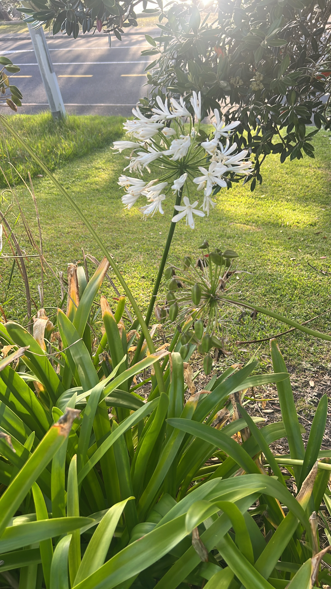 Photograph of Agapanthus