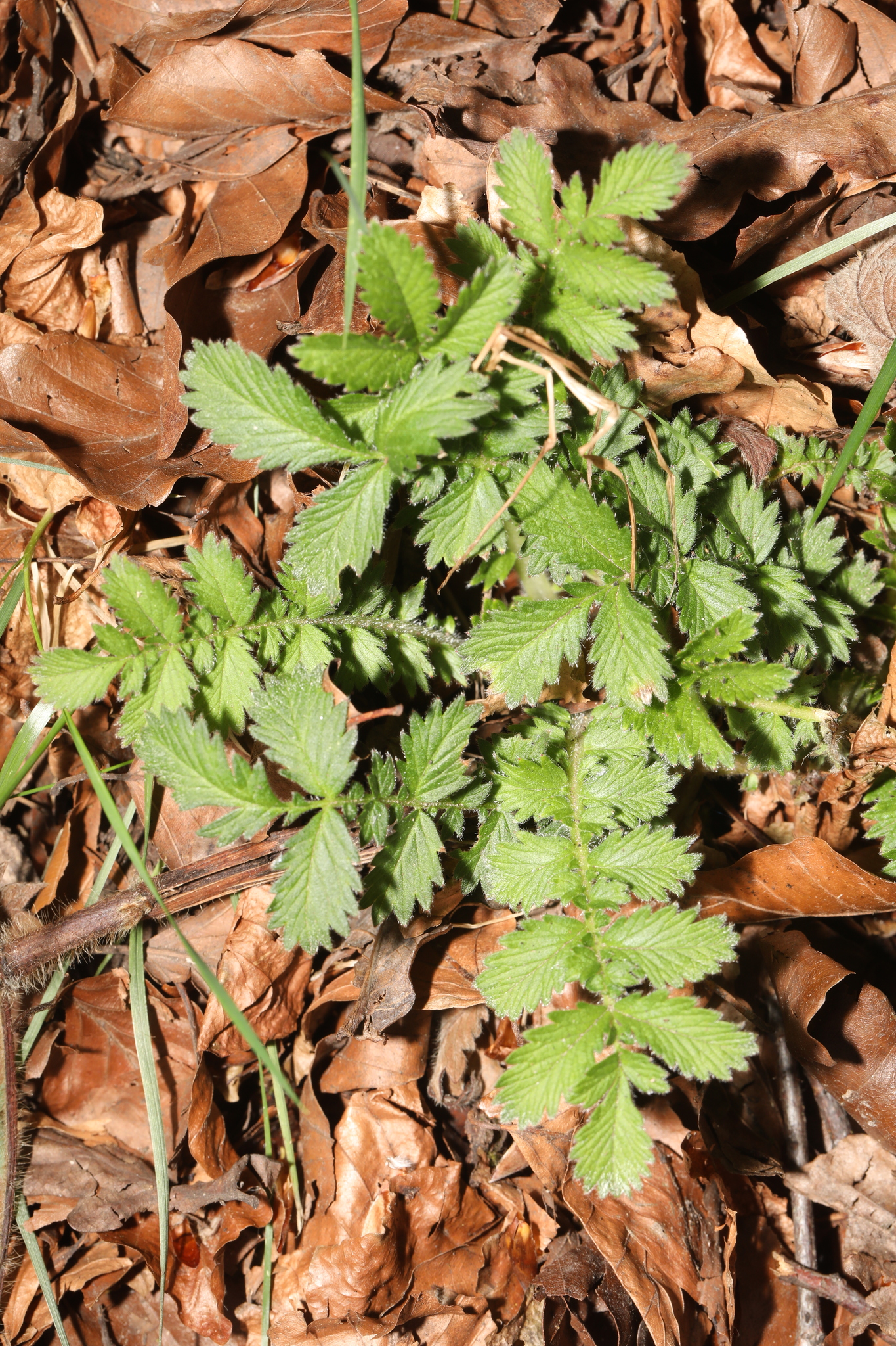 Photograph of Agrimony