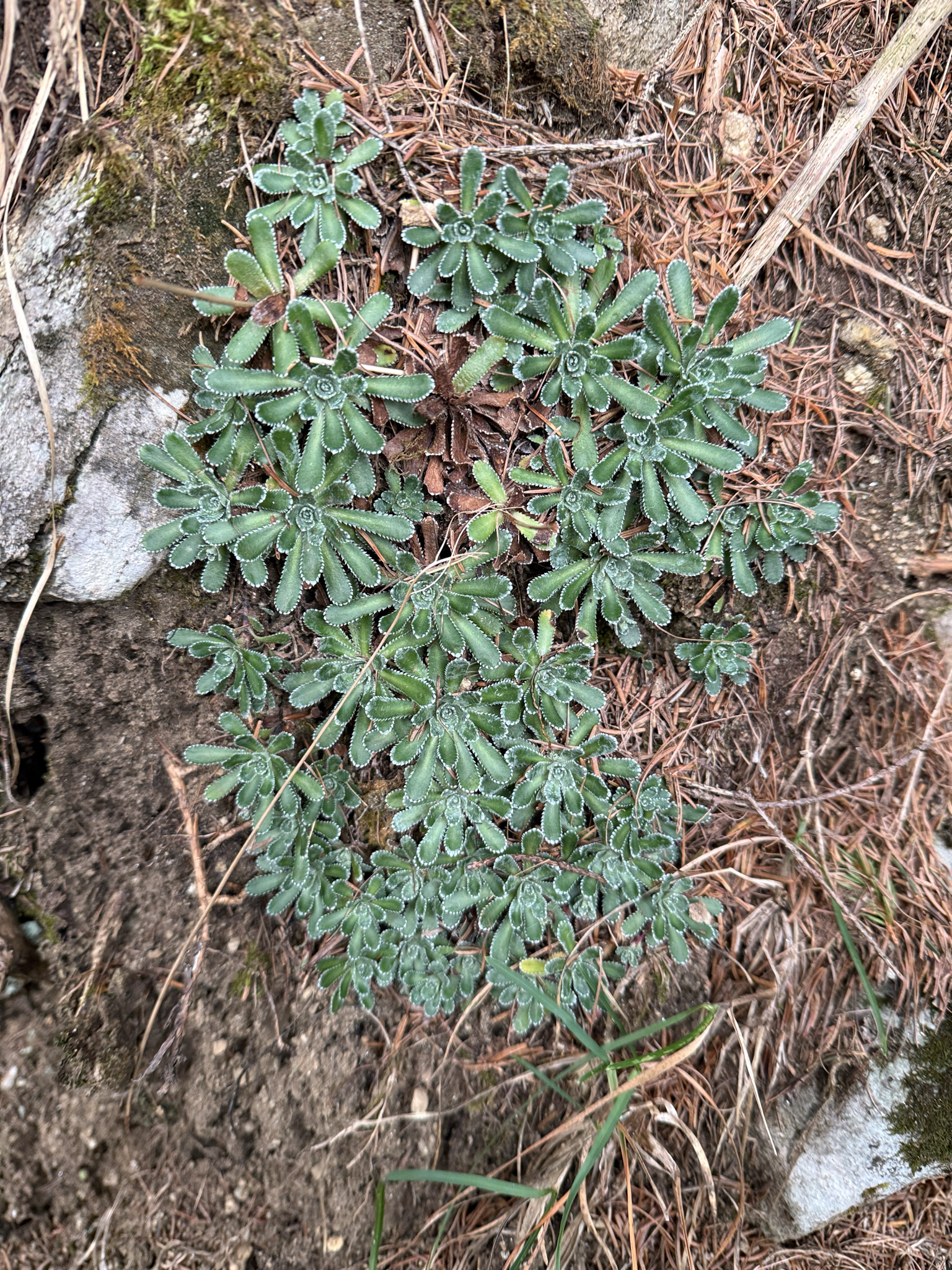 Photograph of Saxifrage