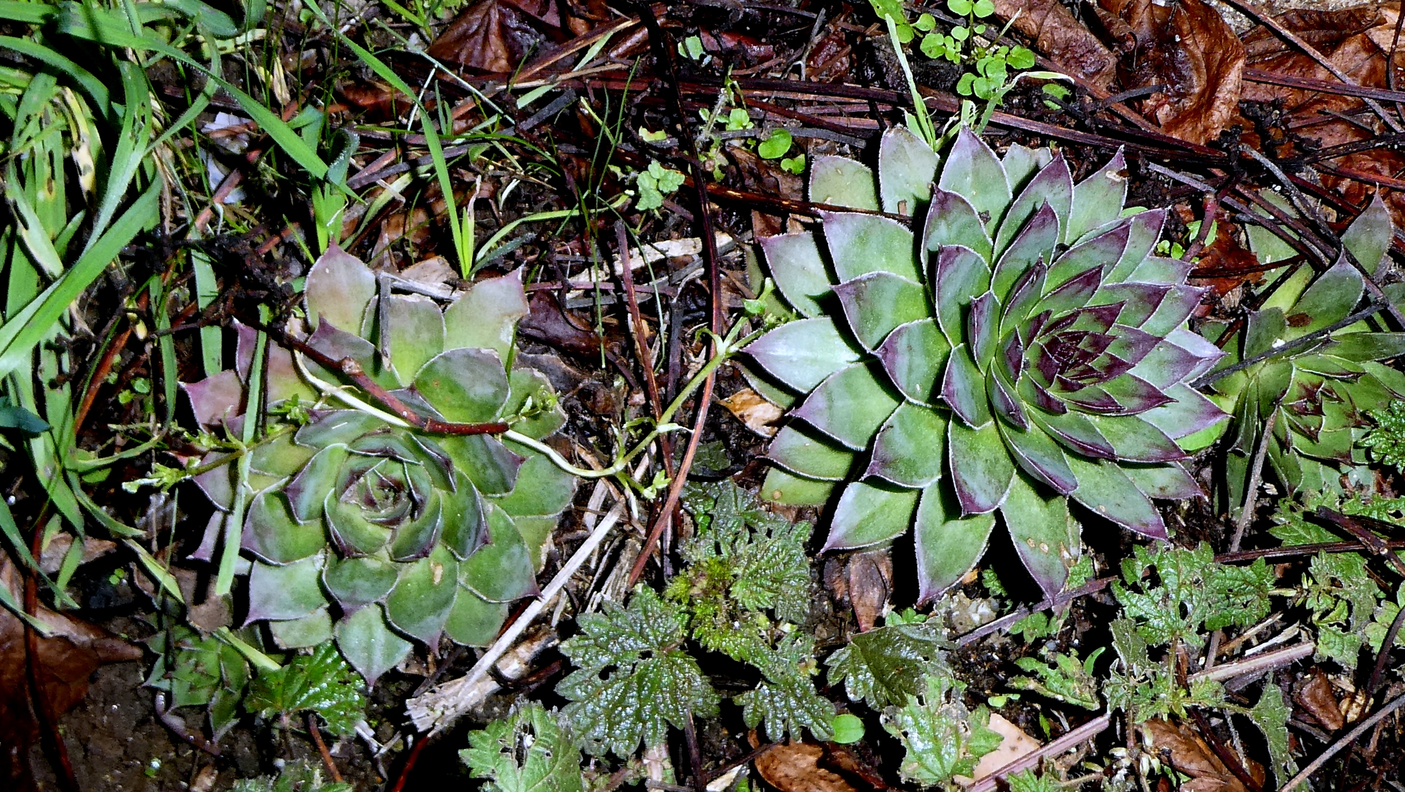 Photograph of Houseleek (Sempervivum)