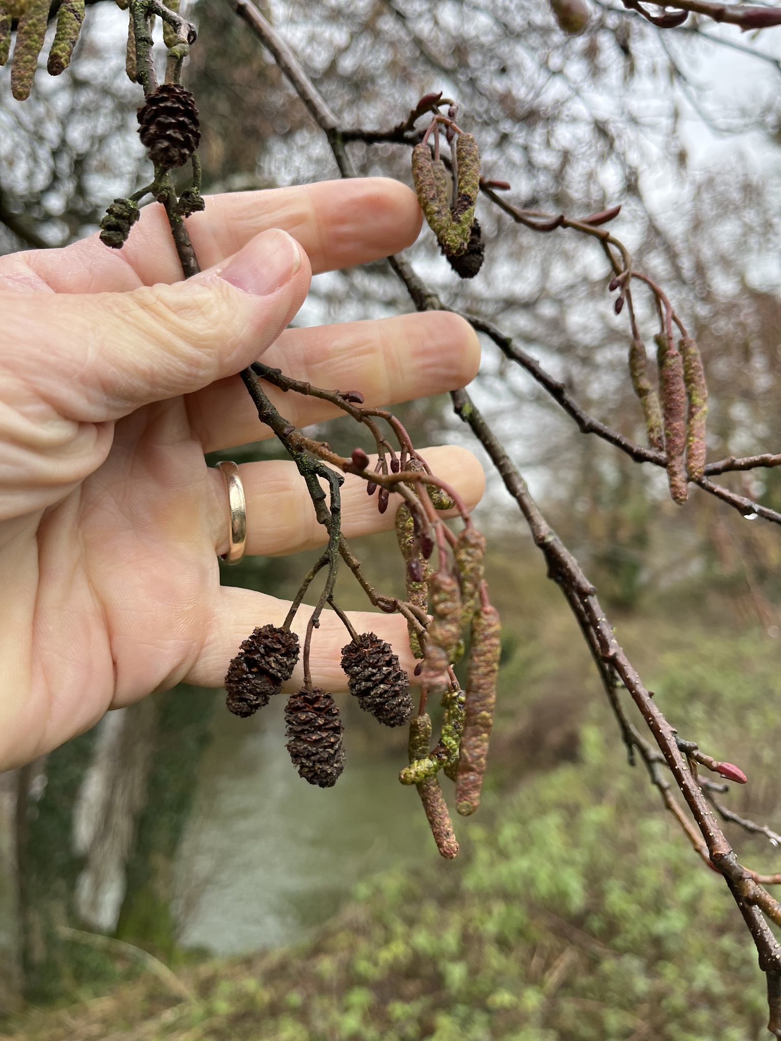 Photograph of Alder