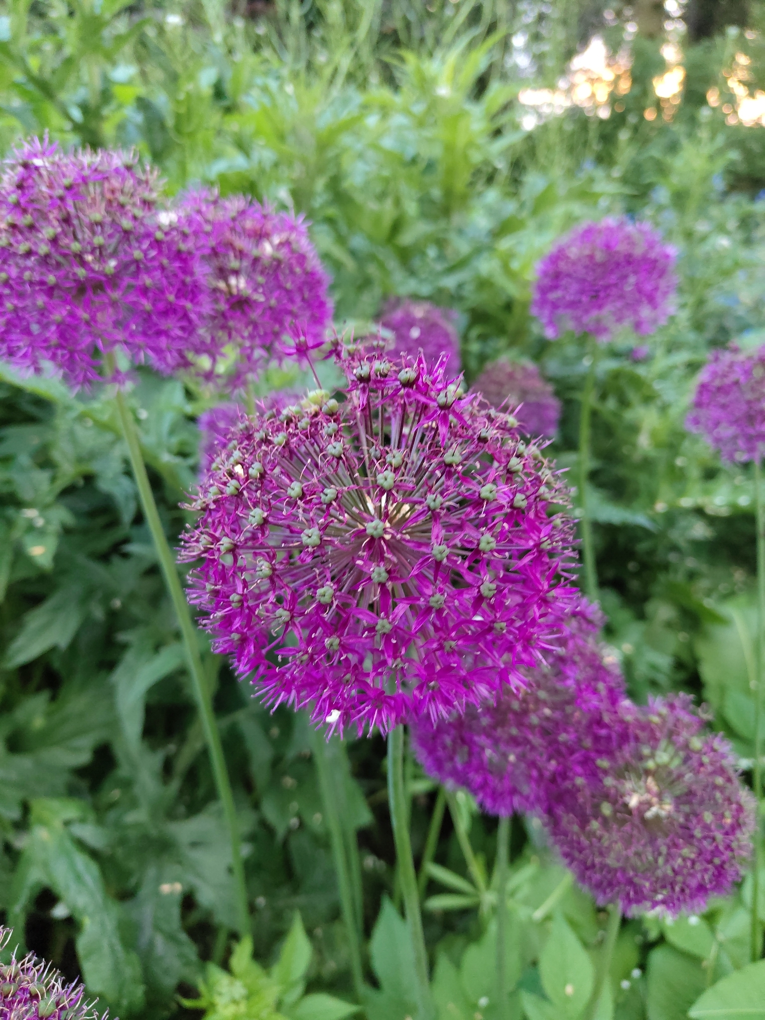 Photograph of Allium
