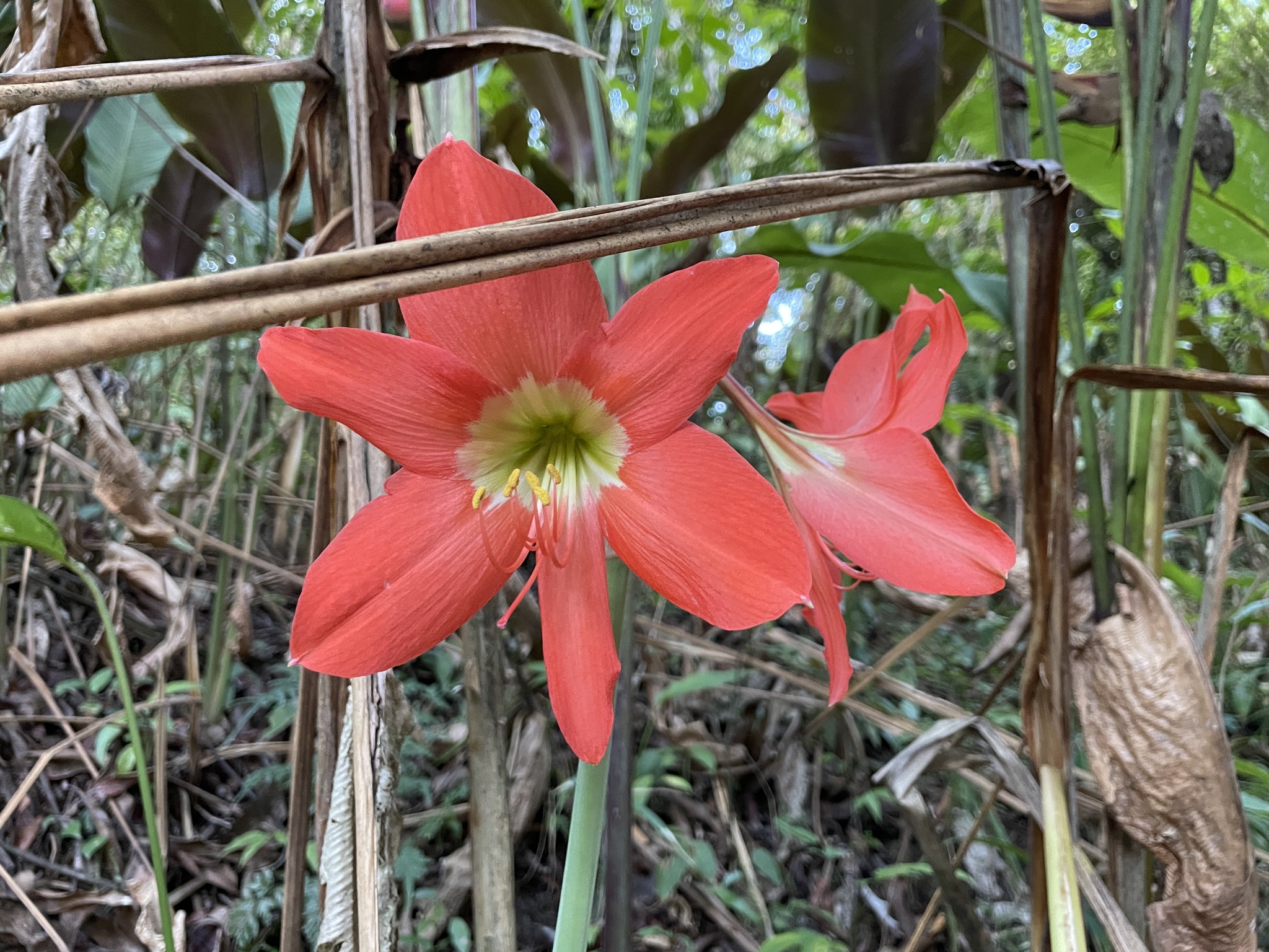 Photograph of Amaryllis