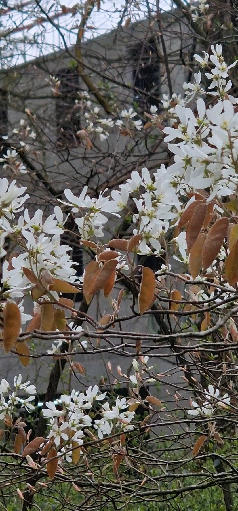 Photograph of Amelanchier