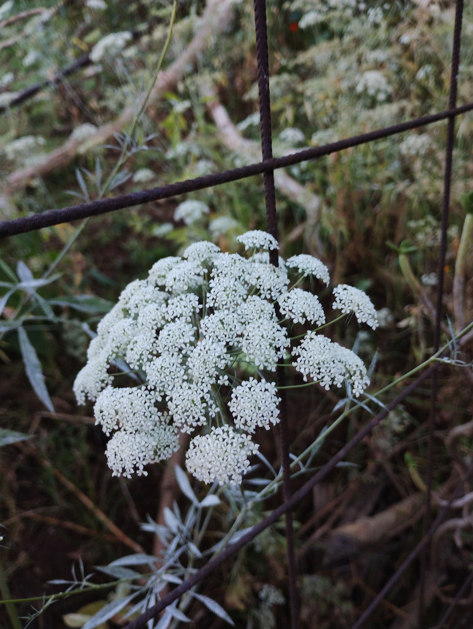 Photograph of Ammi Majus