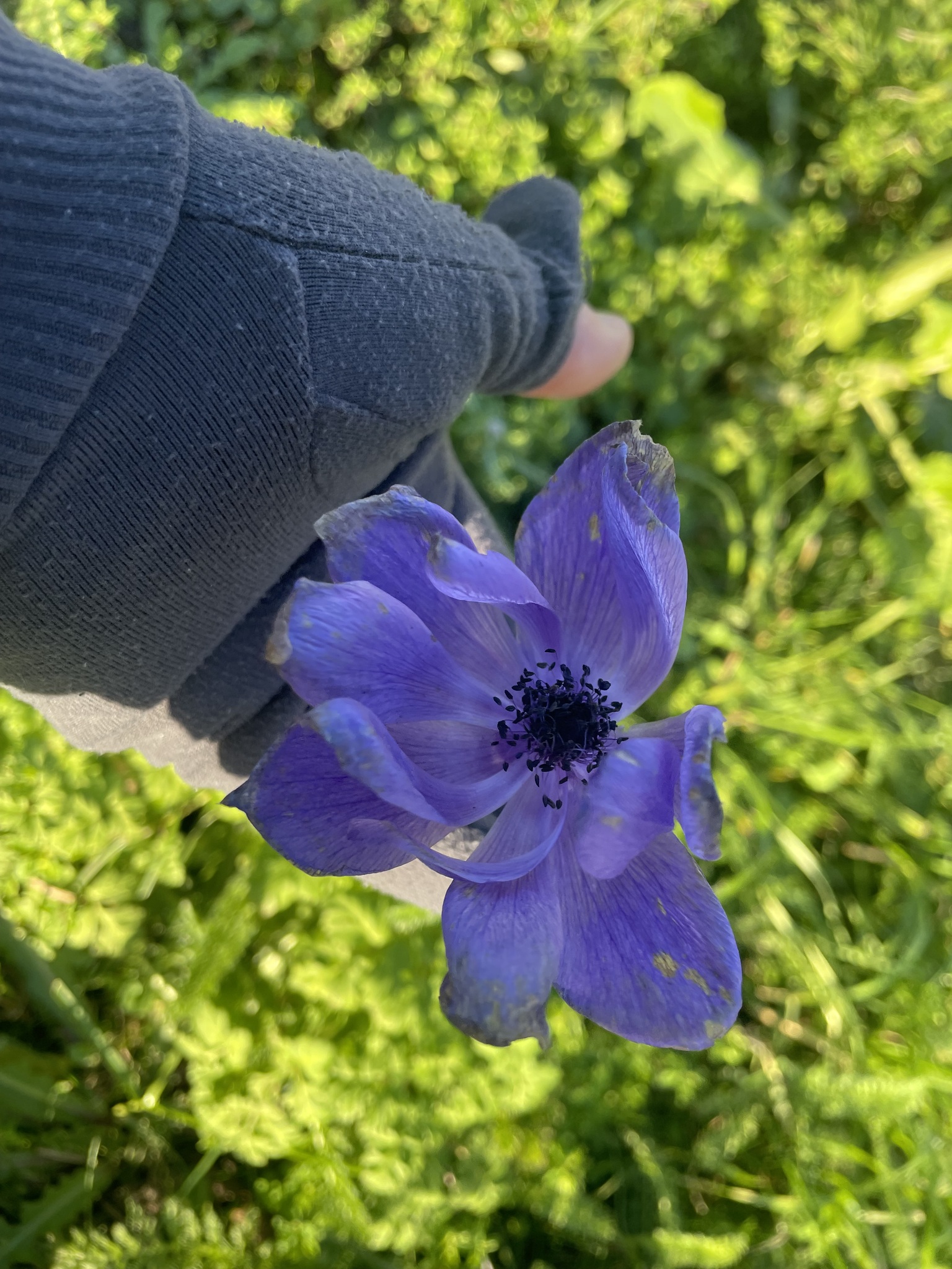 Photograph of Anemone (bulb)