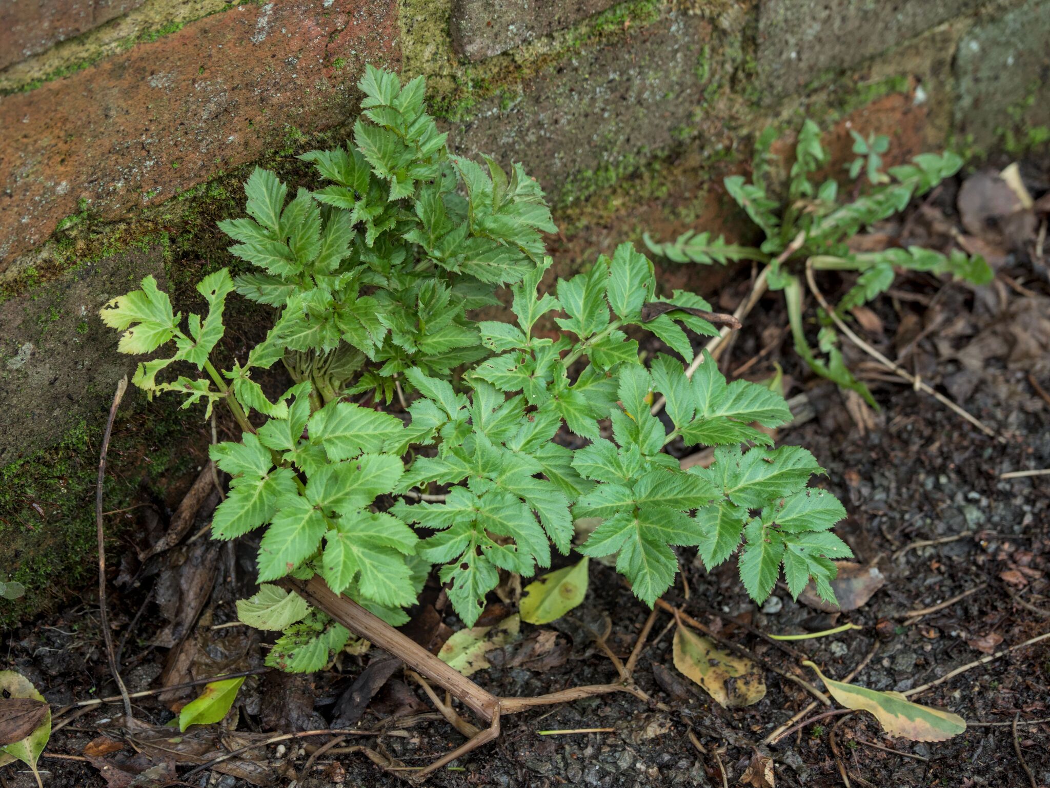 Photograph of Angelica