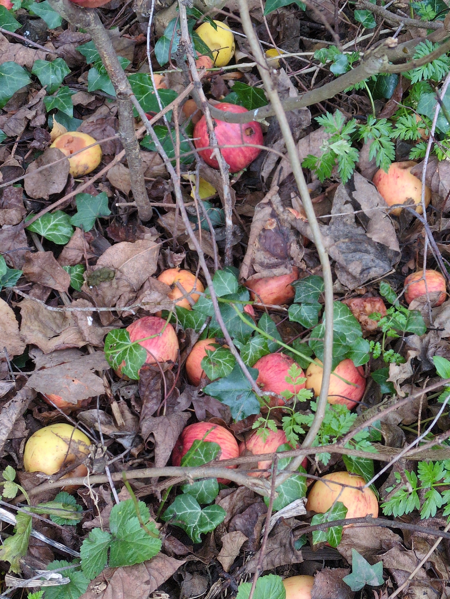 Photograph of Apple