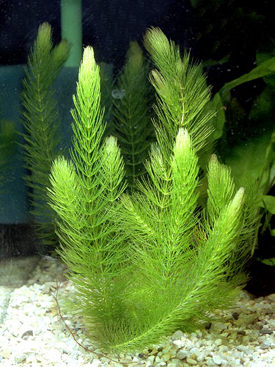 Photograph of Hornwort (oxygenator)