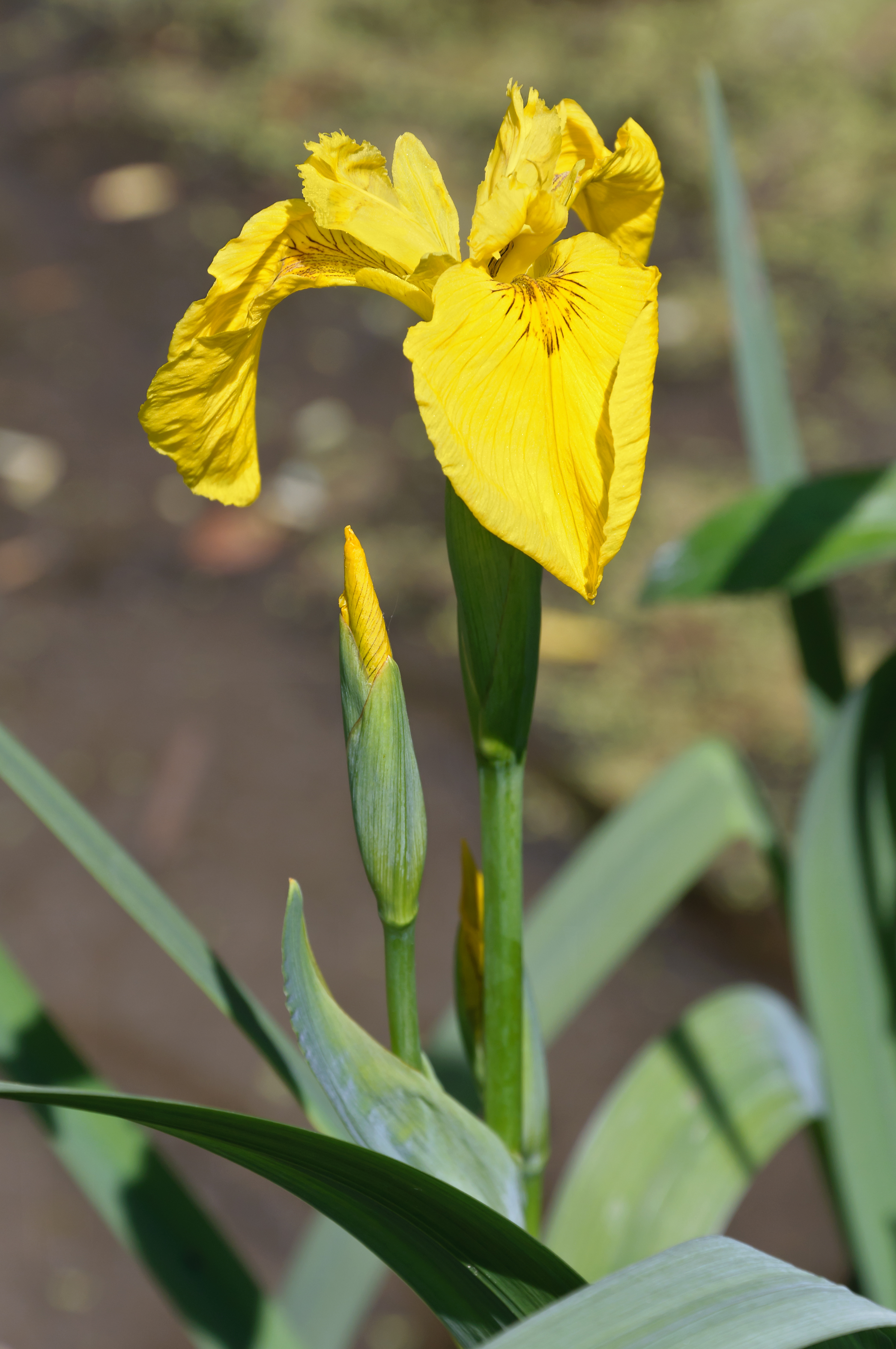 Photograph of Yellow Flag Iris