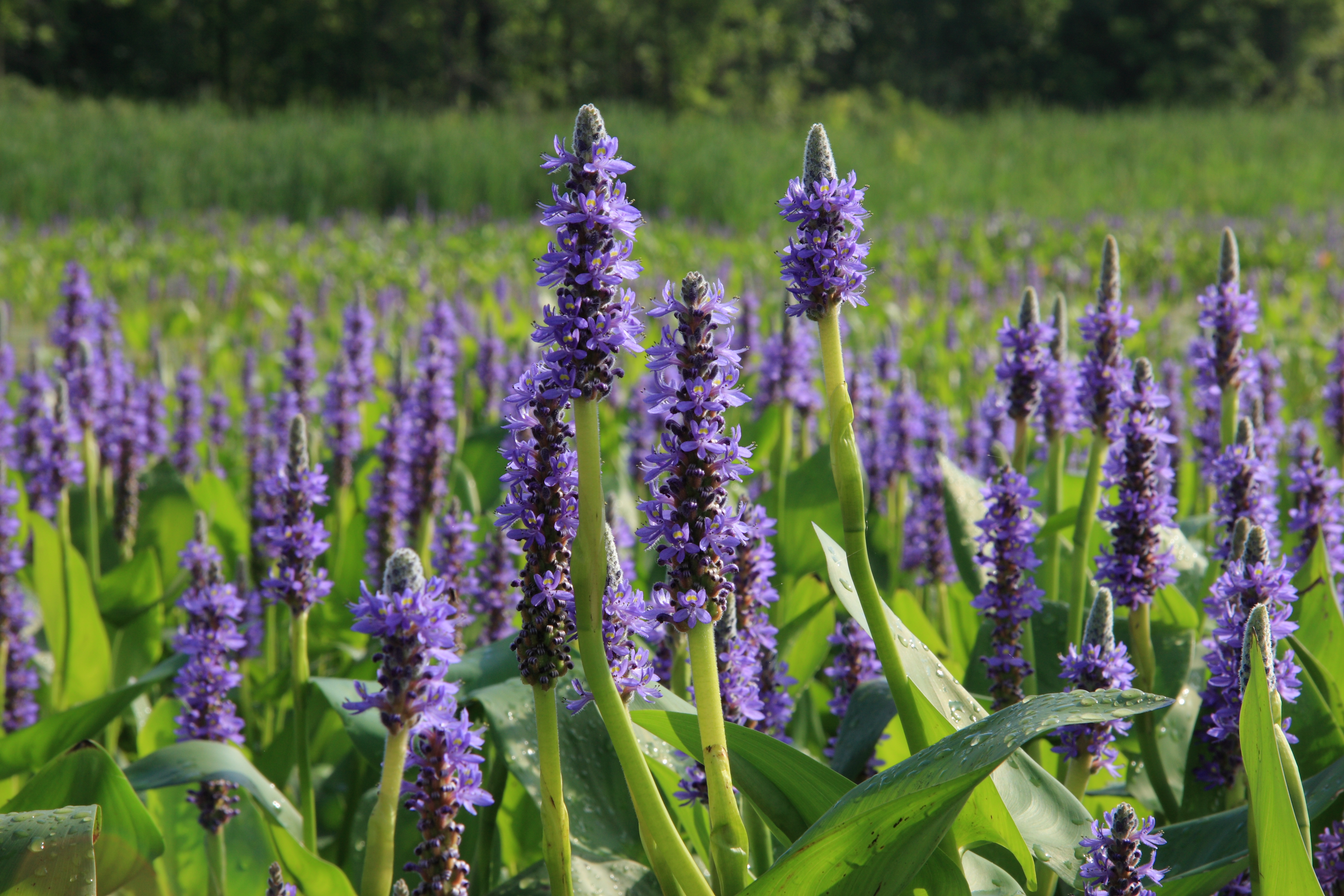 Photograph of Pickerel Weed
