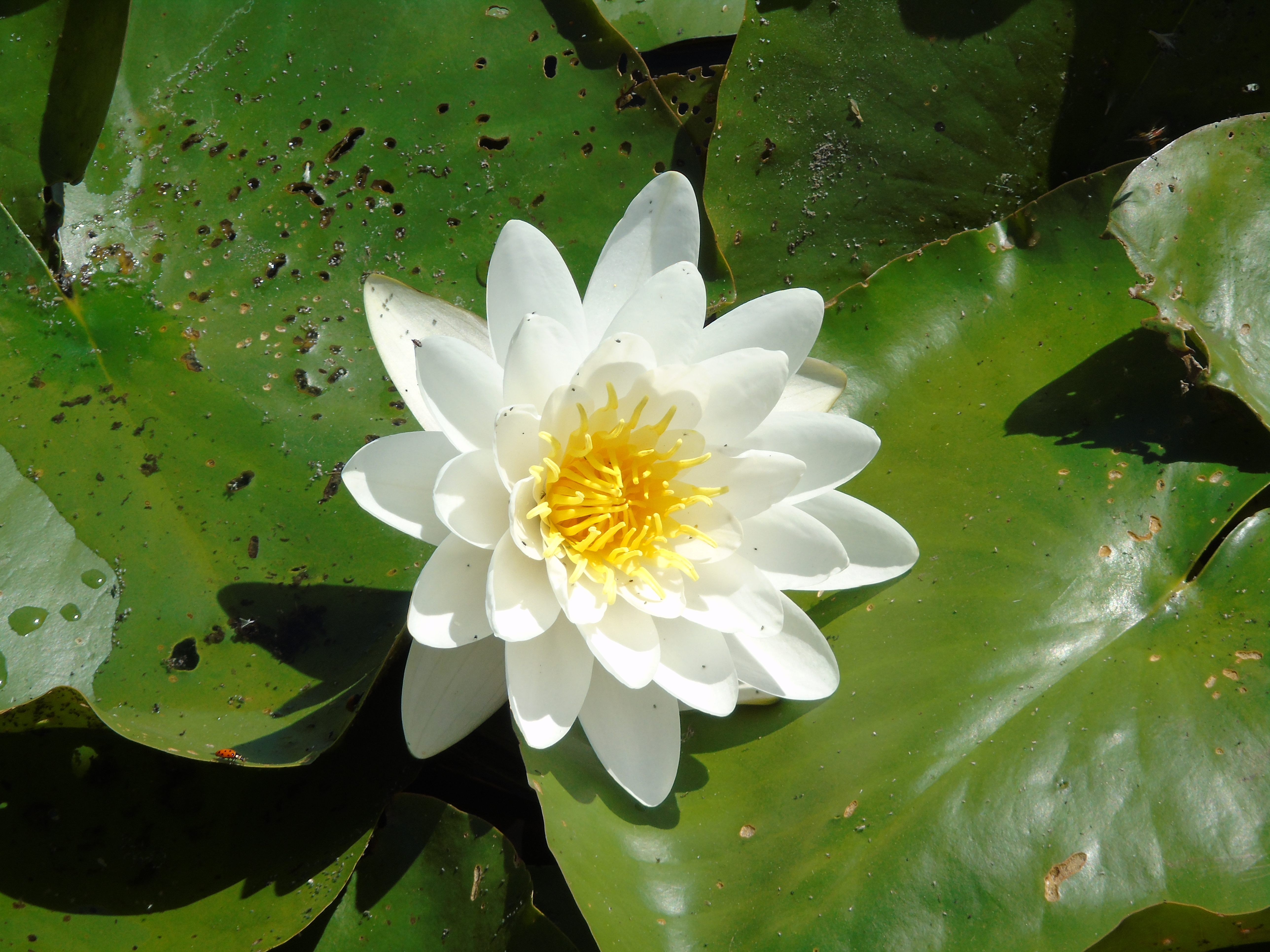 Photograph of Water Lily