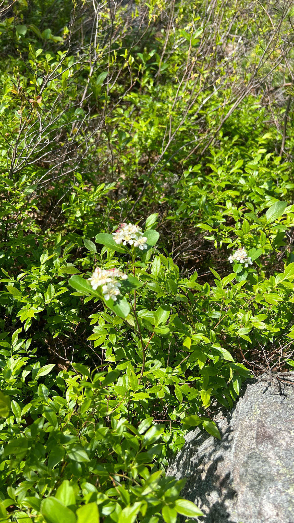 Photograph of Chokeberry