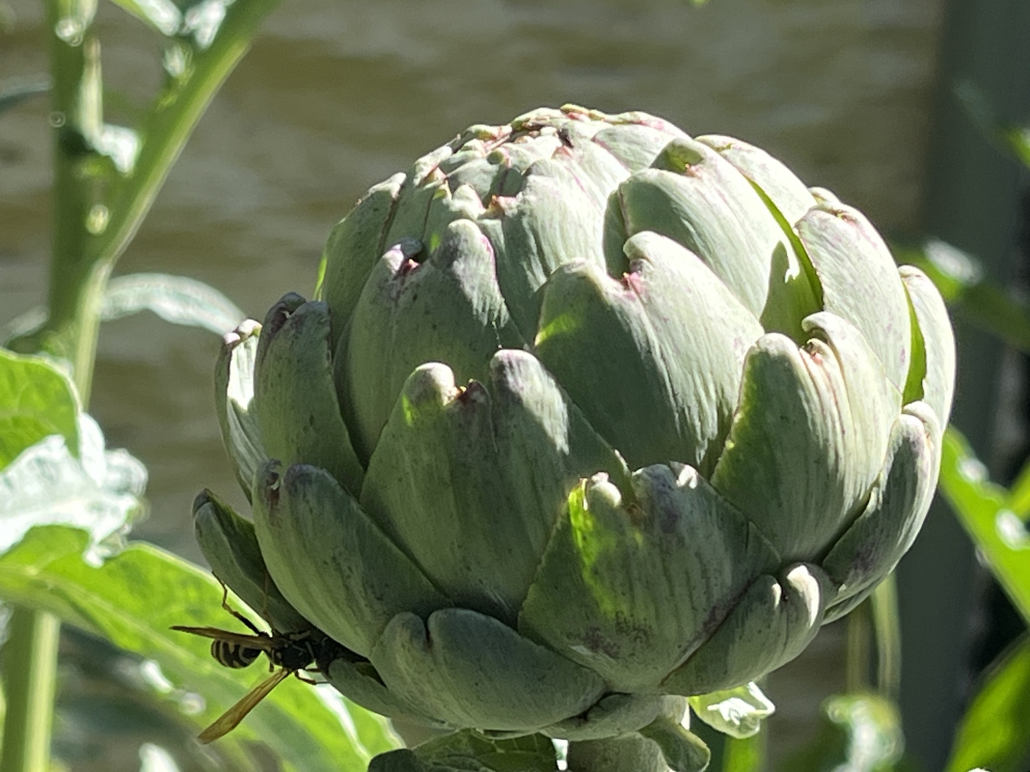 Photograph of Globe Artichoke