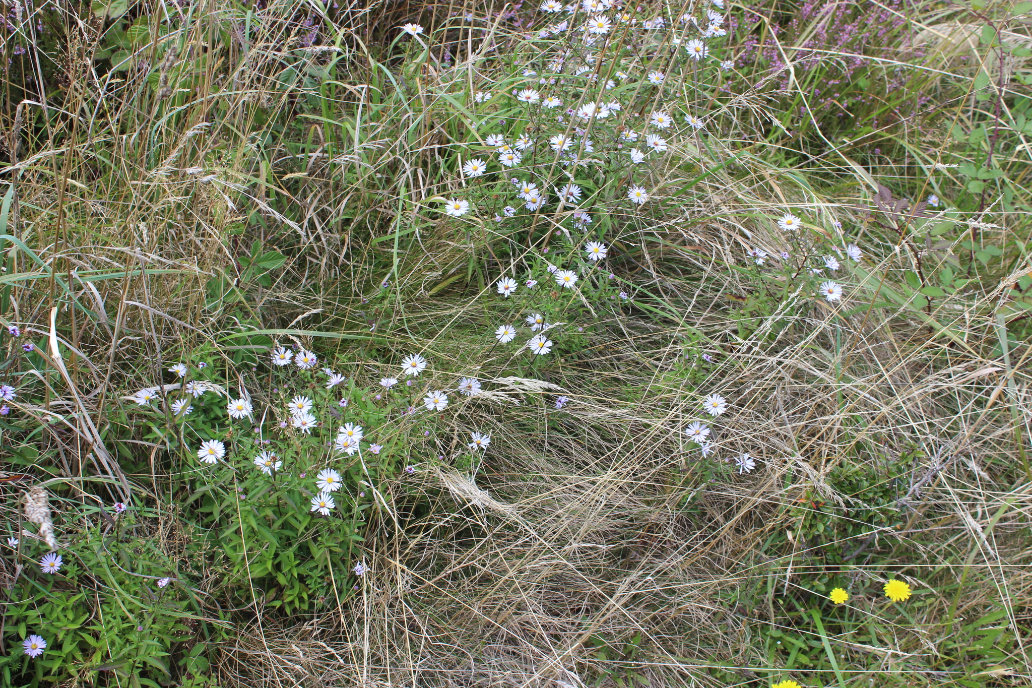 Photograph of Aster (Michaelmas Daisy)