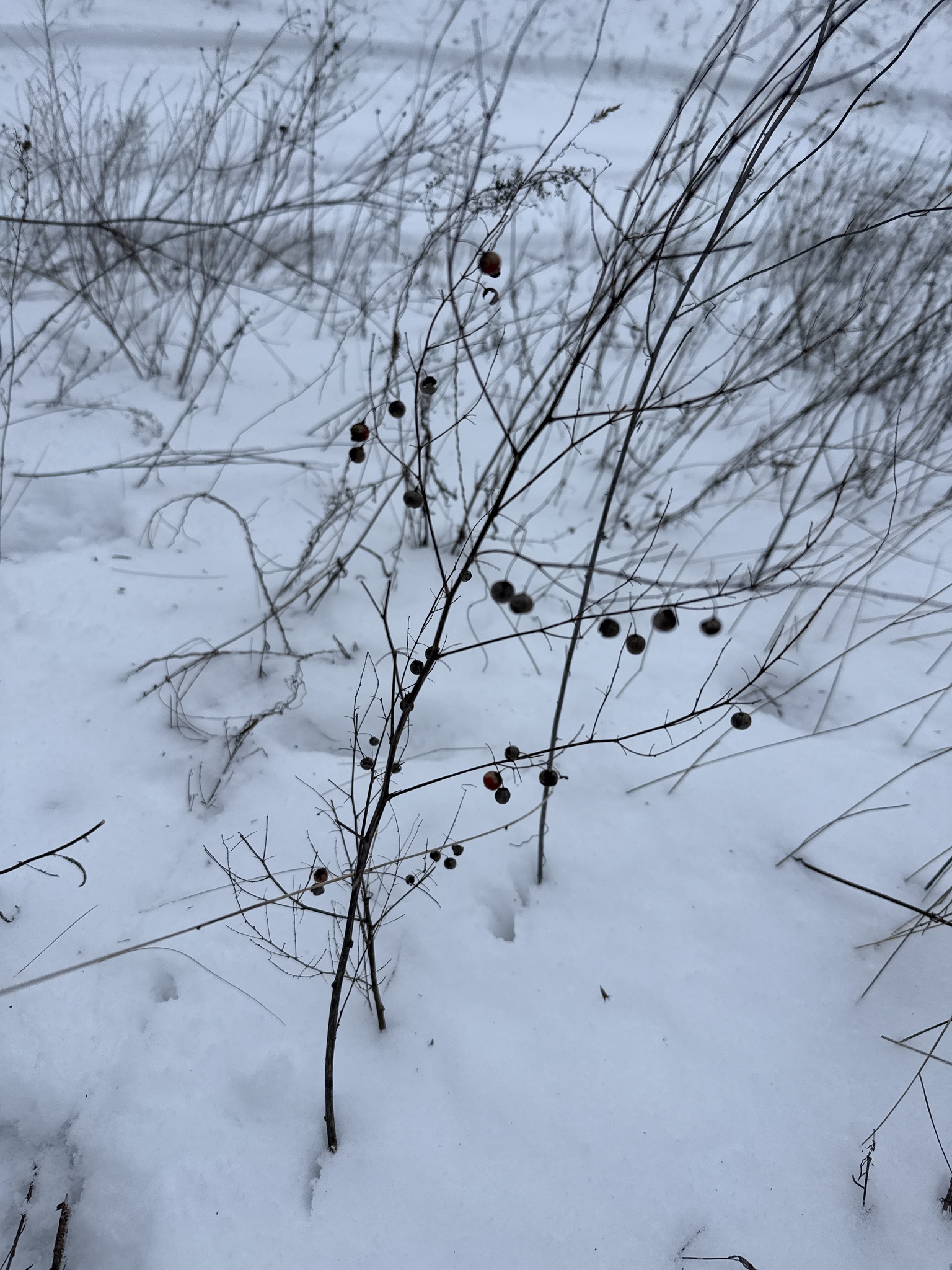 Photograph of Asparagus