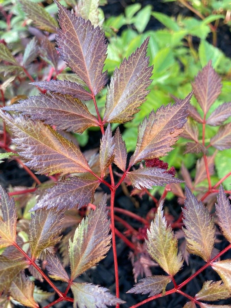 Photograph of Astilbe