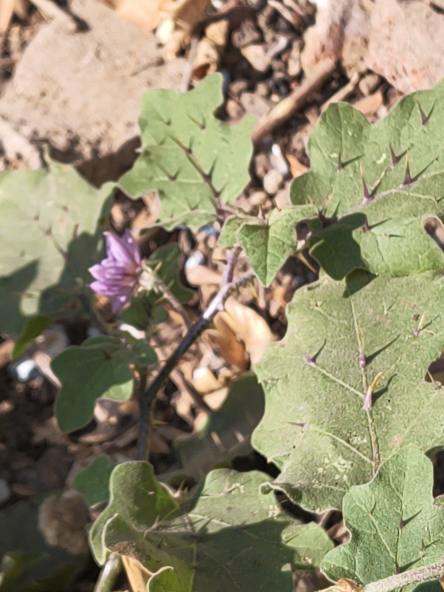 Photograph of Aubergine