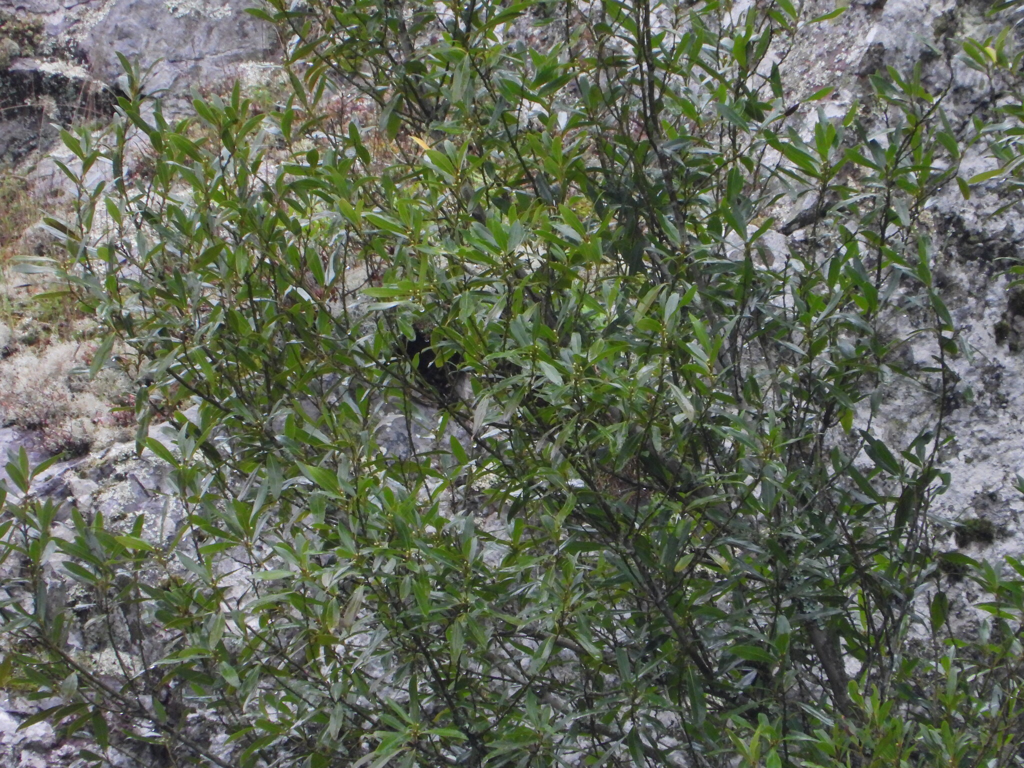 Photograph of Bay Laurel
