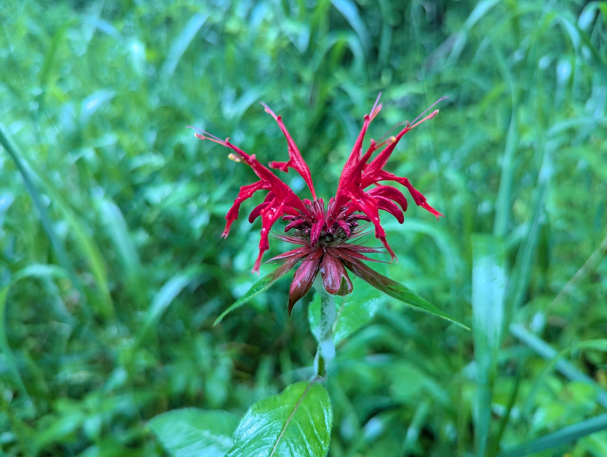 Photograph of Bee Balm (Monarda)