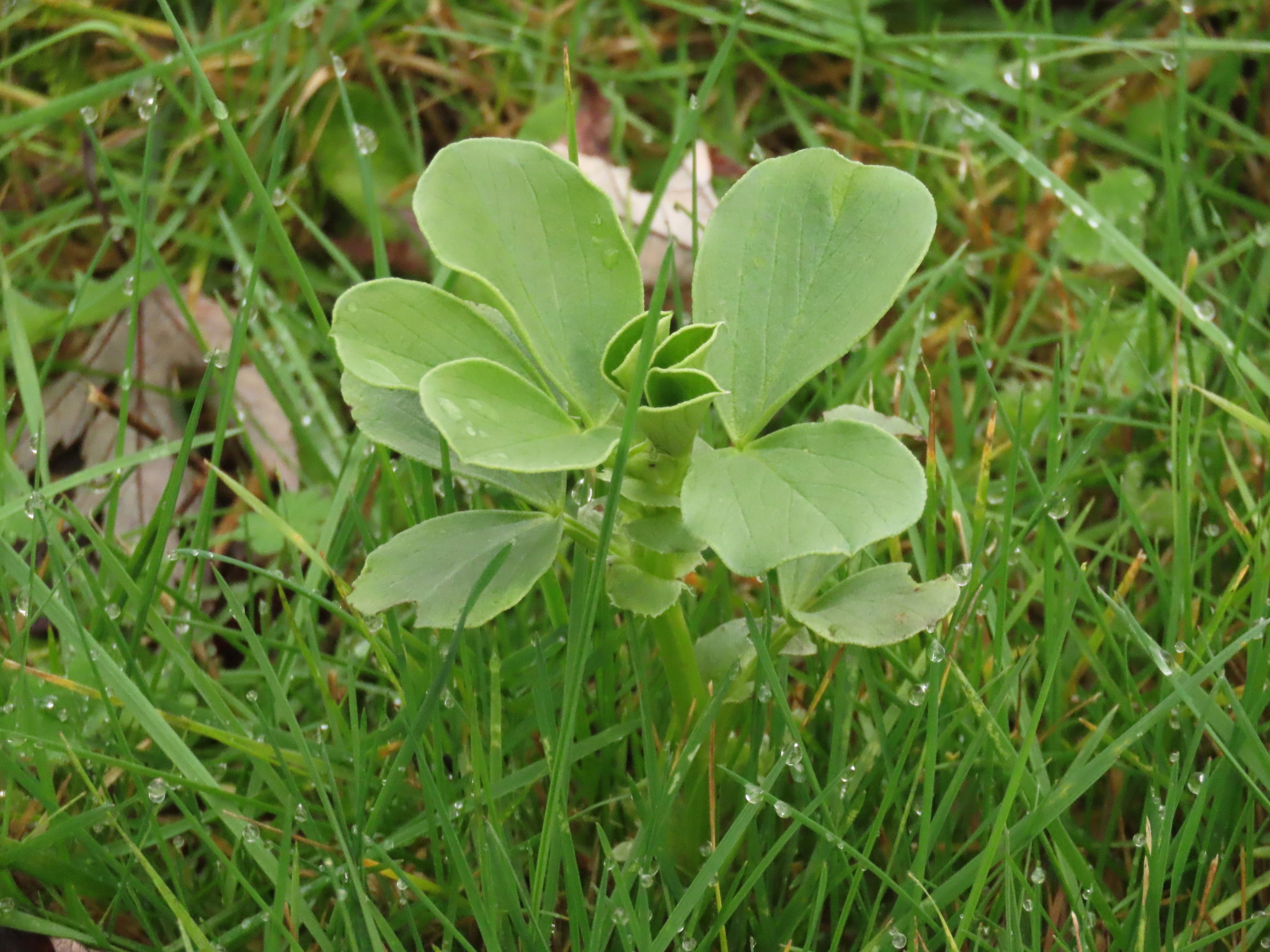 Photograph of Broad Bean