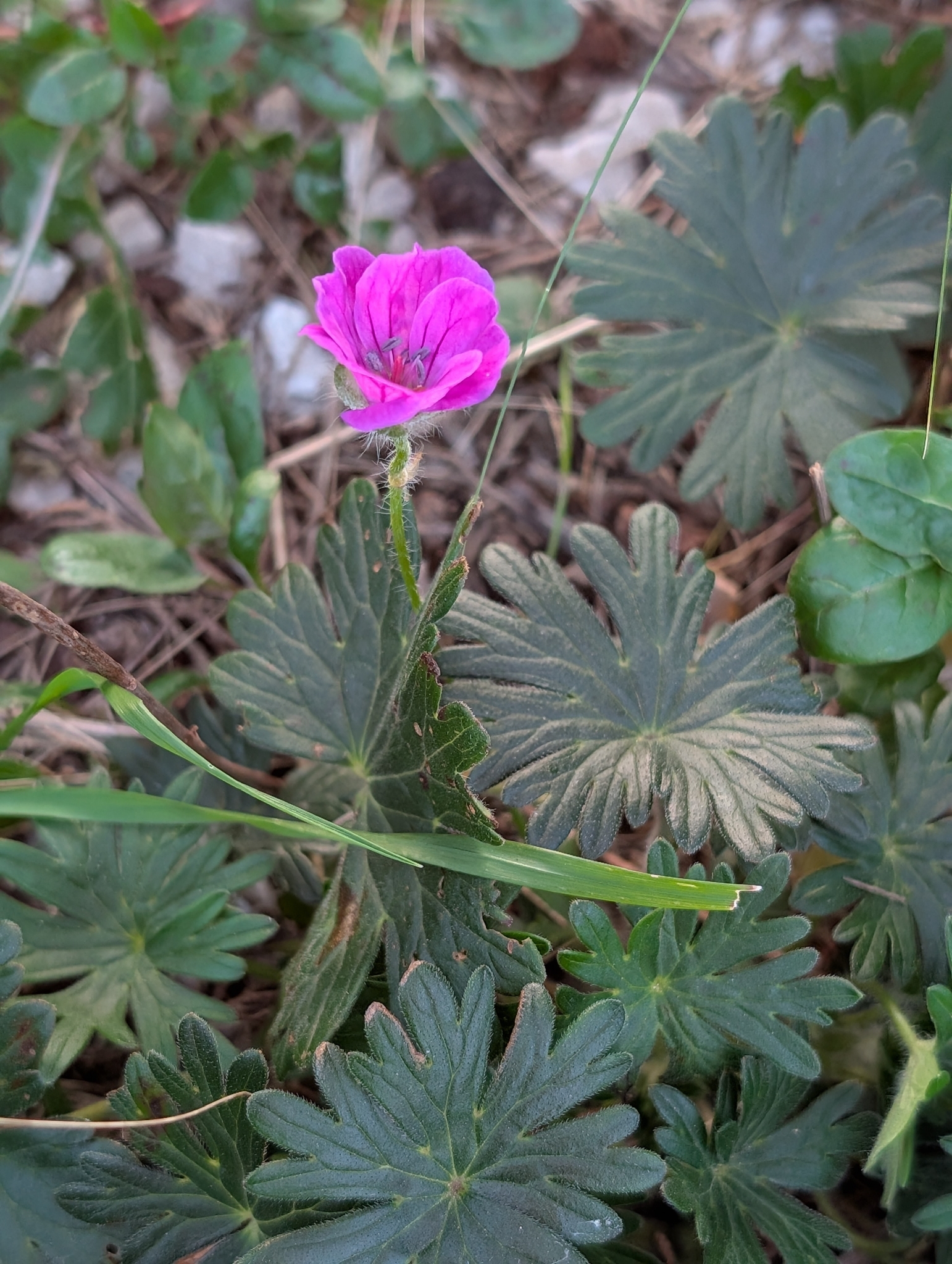 Photograph of Bloody Cranesbill