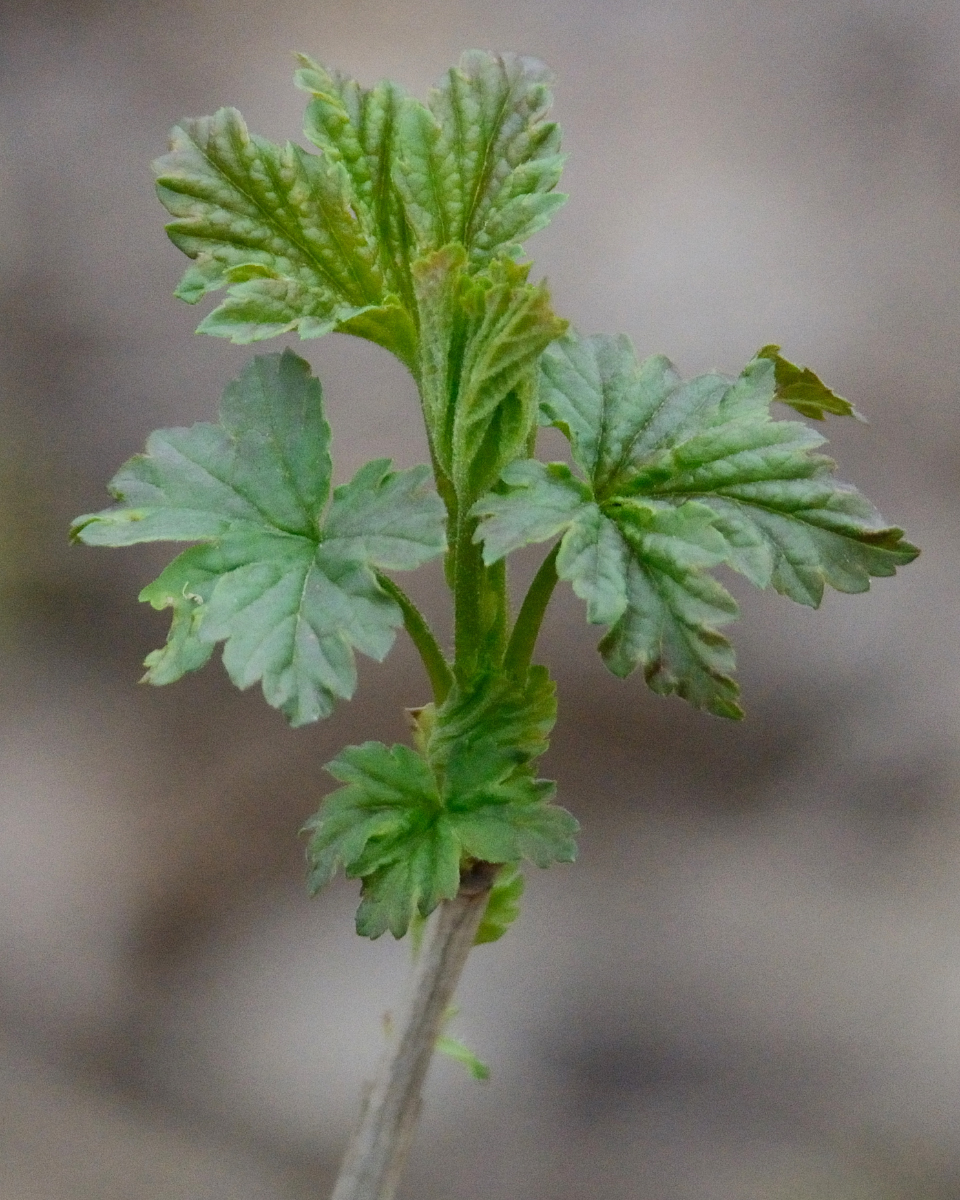 Photograph of Blackcurrant