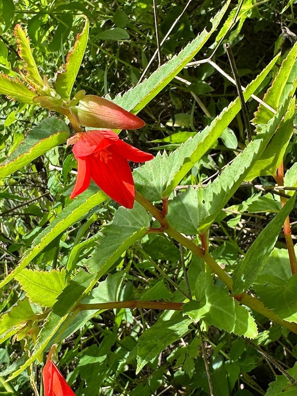Photograph of Begonia