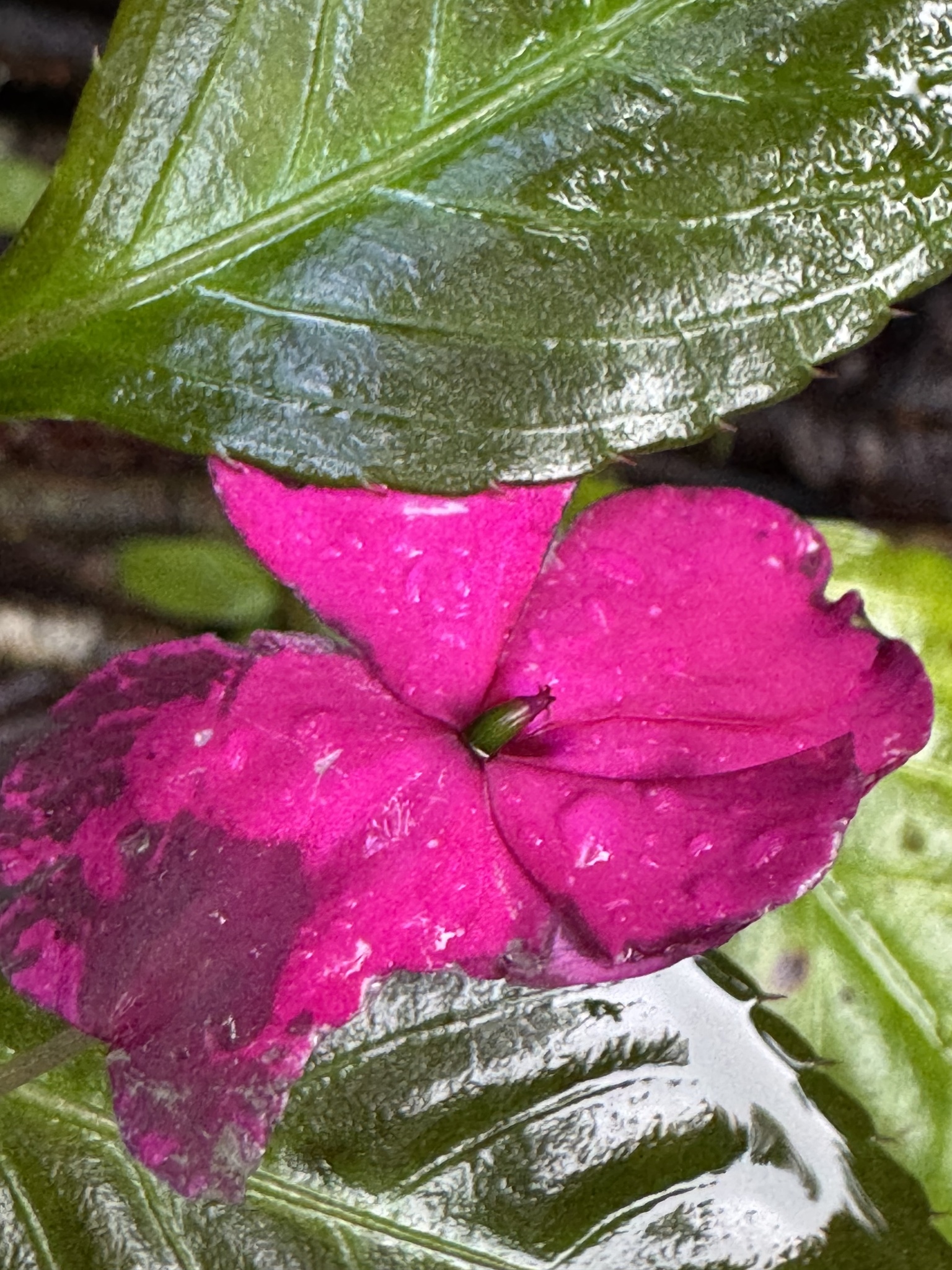 Photograph of Busy Lizzie (Impatiens)