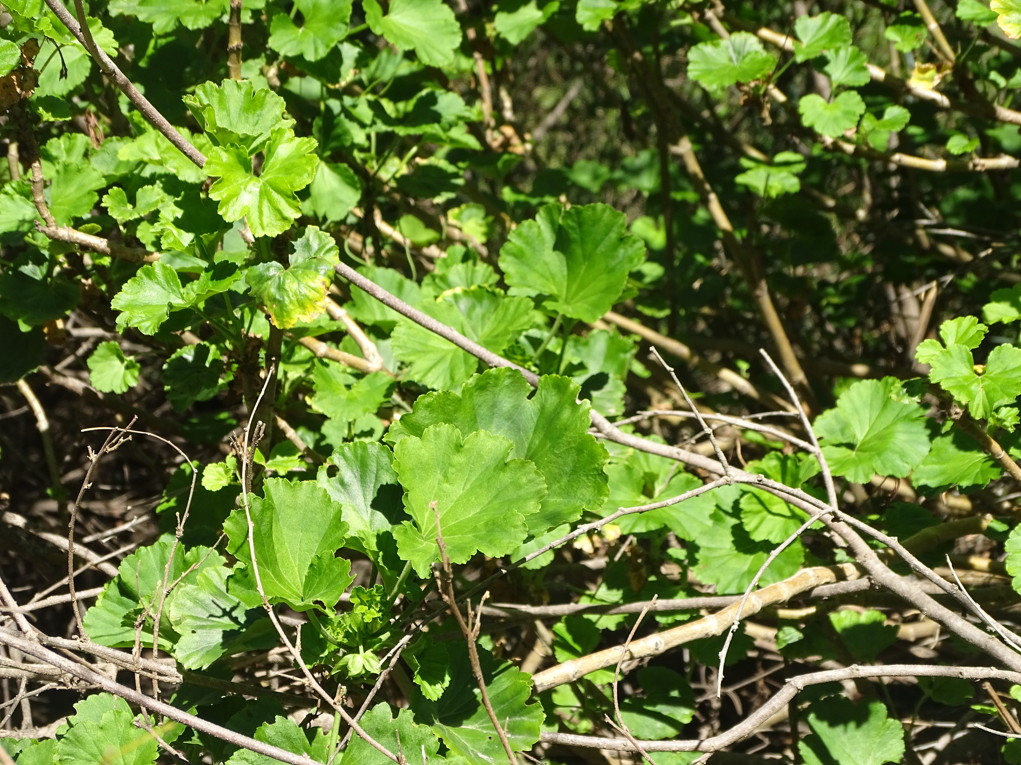 Photograph of Pelargonium ("Geranium")