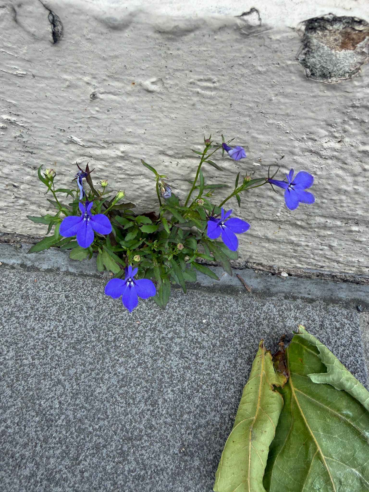 Photograph of Lobelia