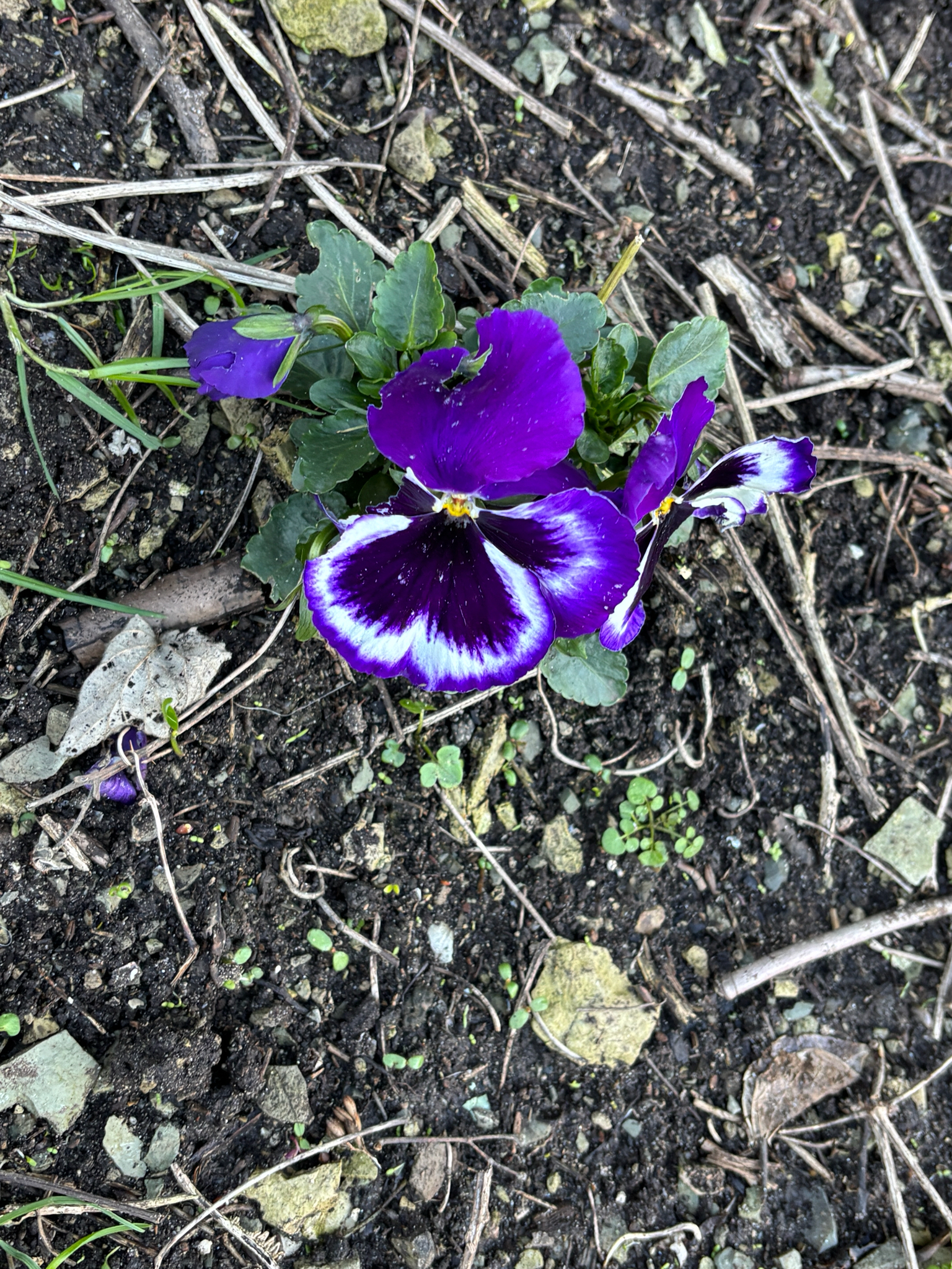 Photograph of Pansy