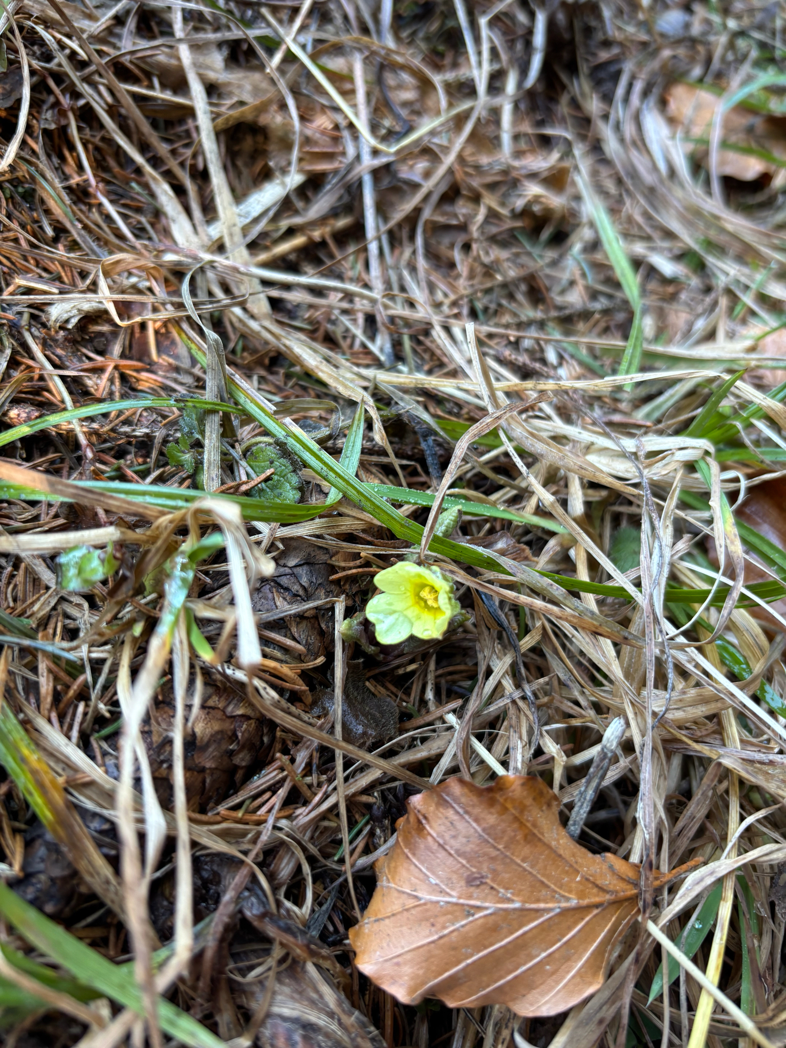 Photograph of Primula