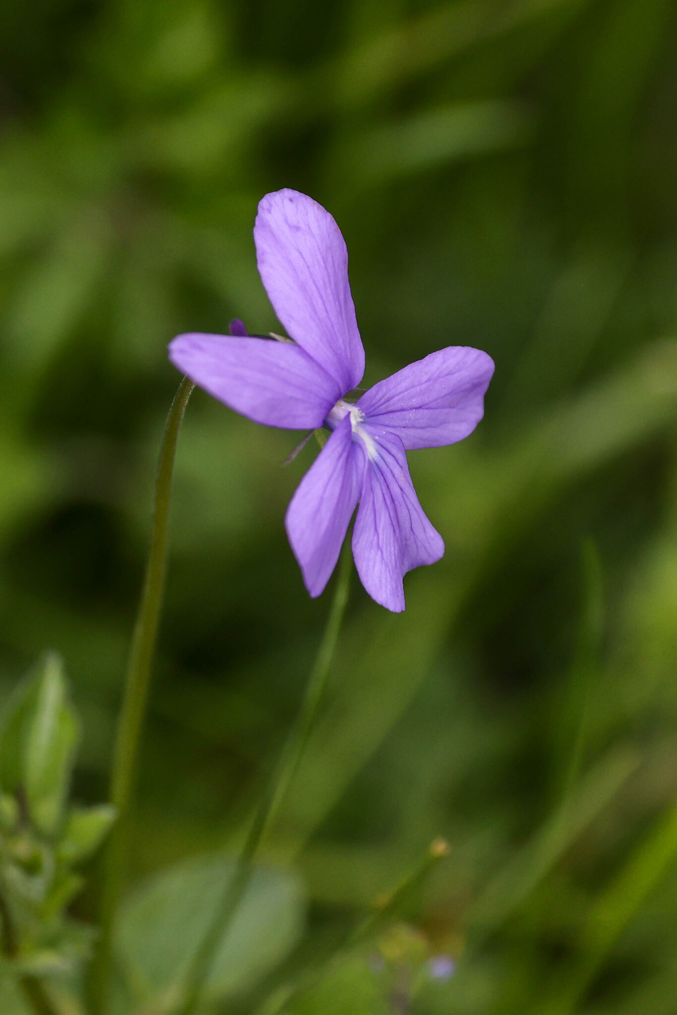 Photograph of Viola