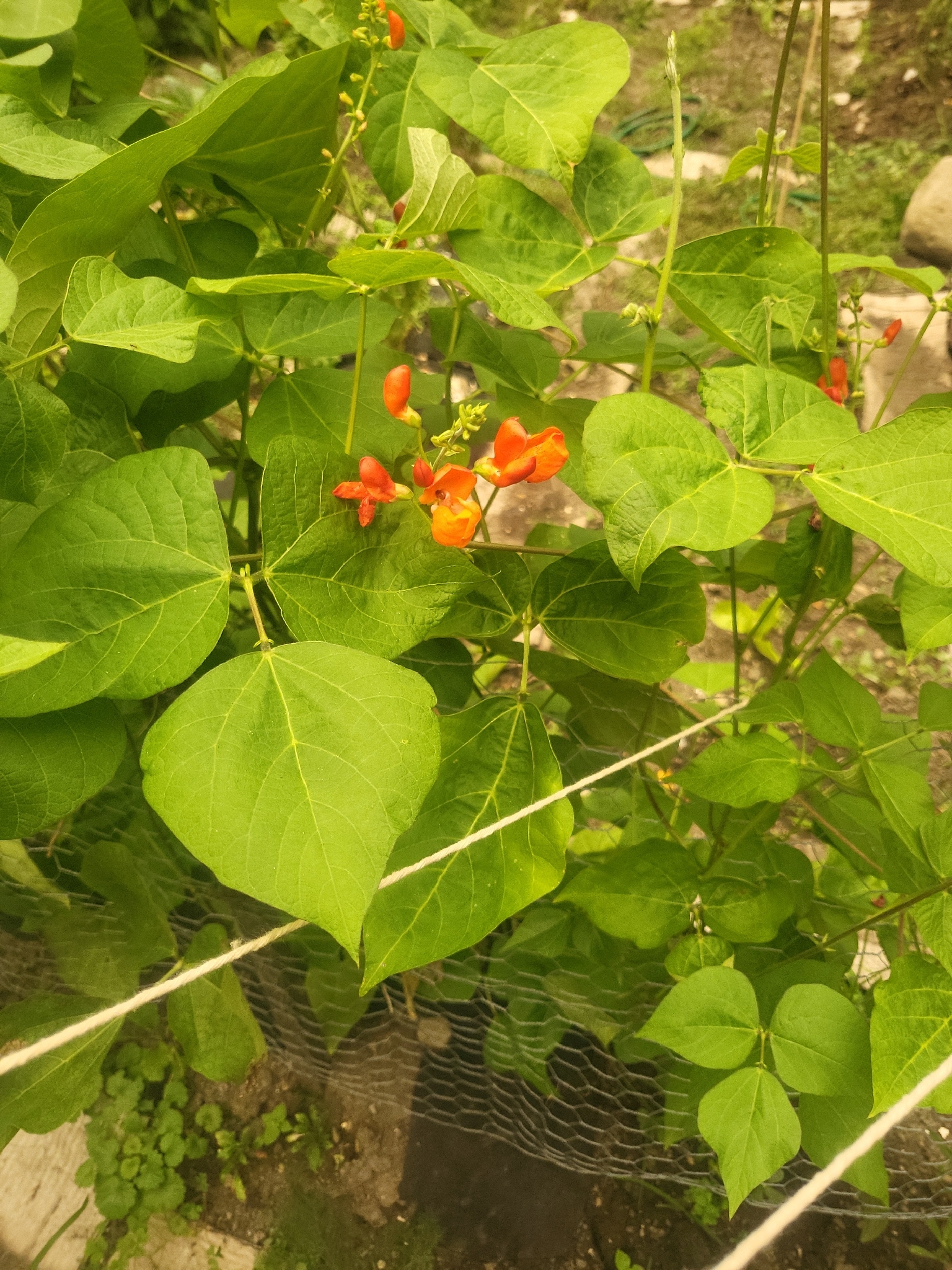 Photograph of Runner Bean