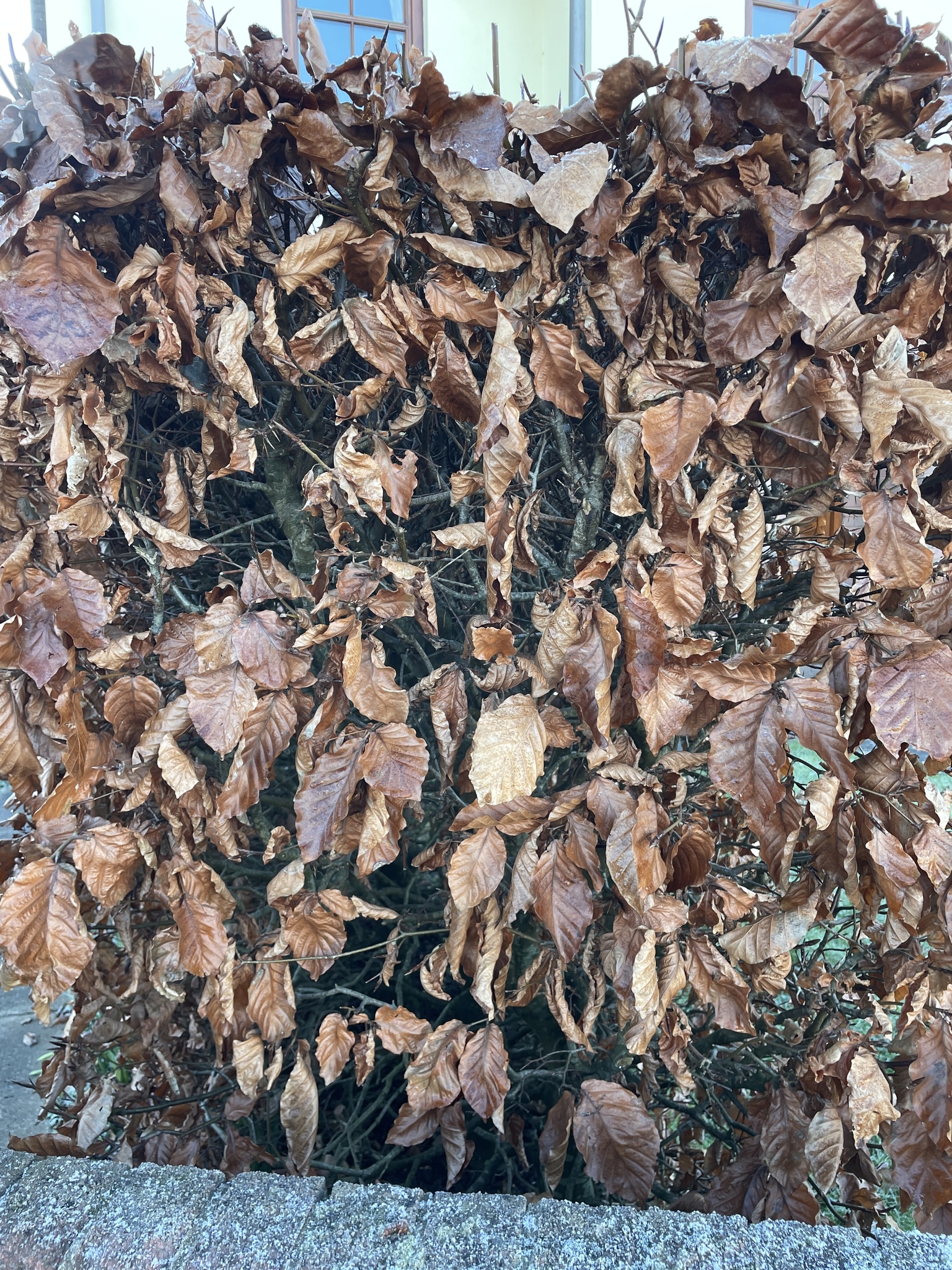 Photograph of Beech