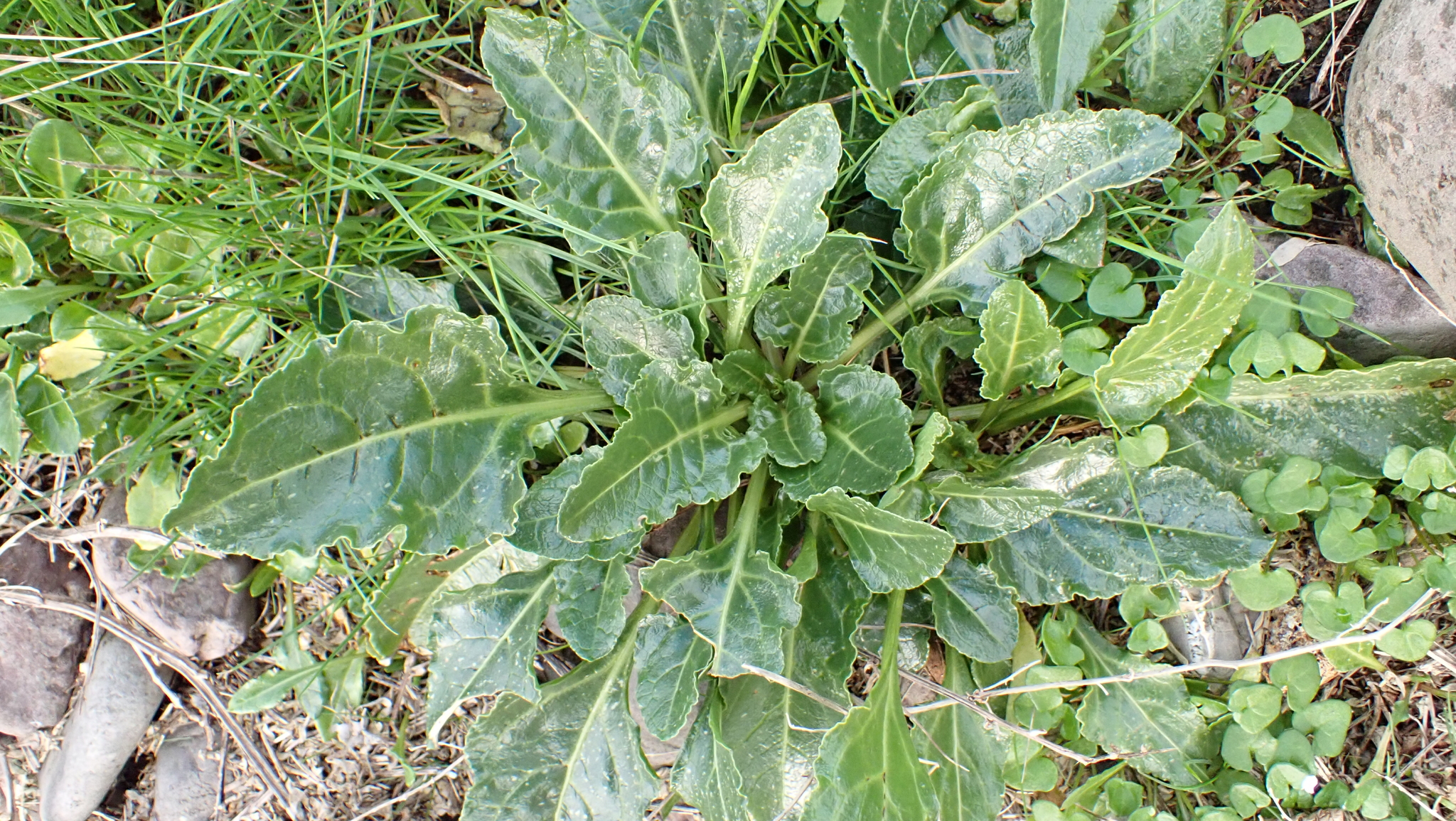 Photograph of Beetroot