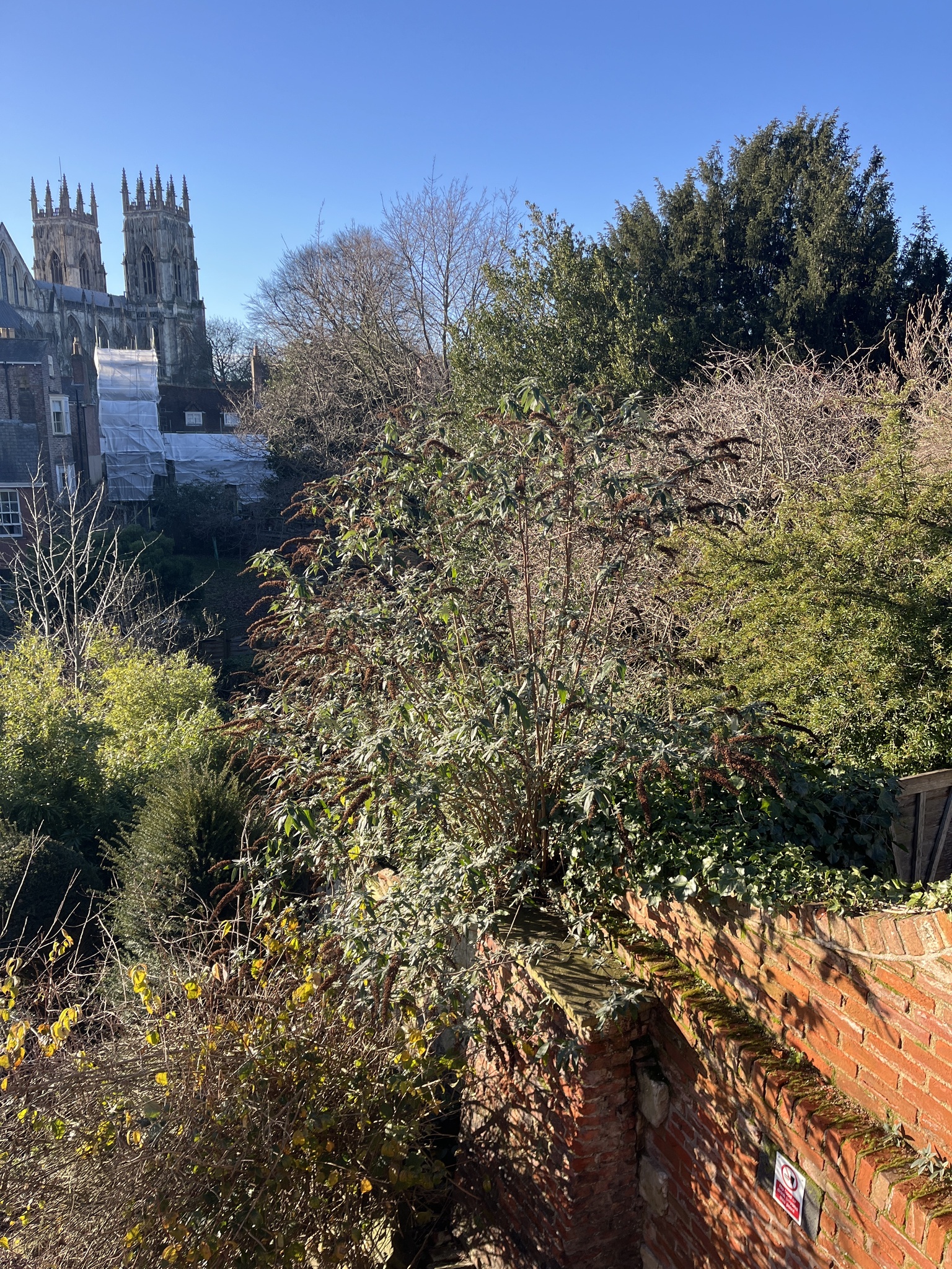 Photograph of Butterfly Bush (Buddleia)