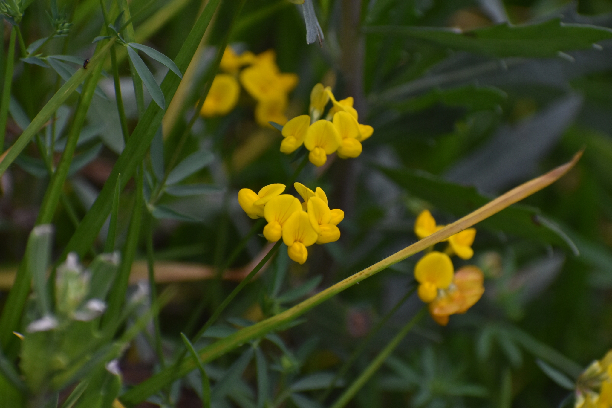 Photograph of Birdsfoot Trefoil