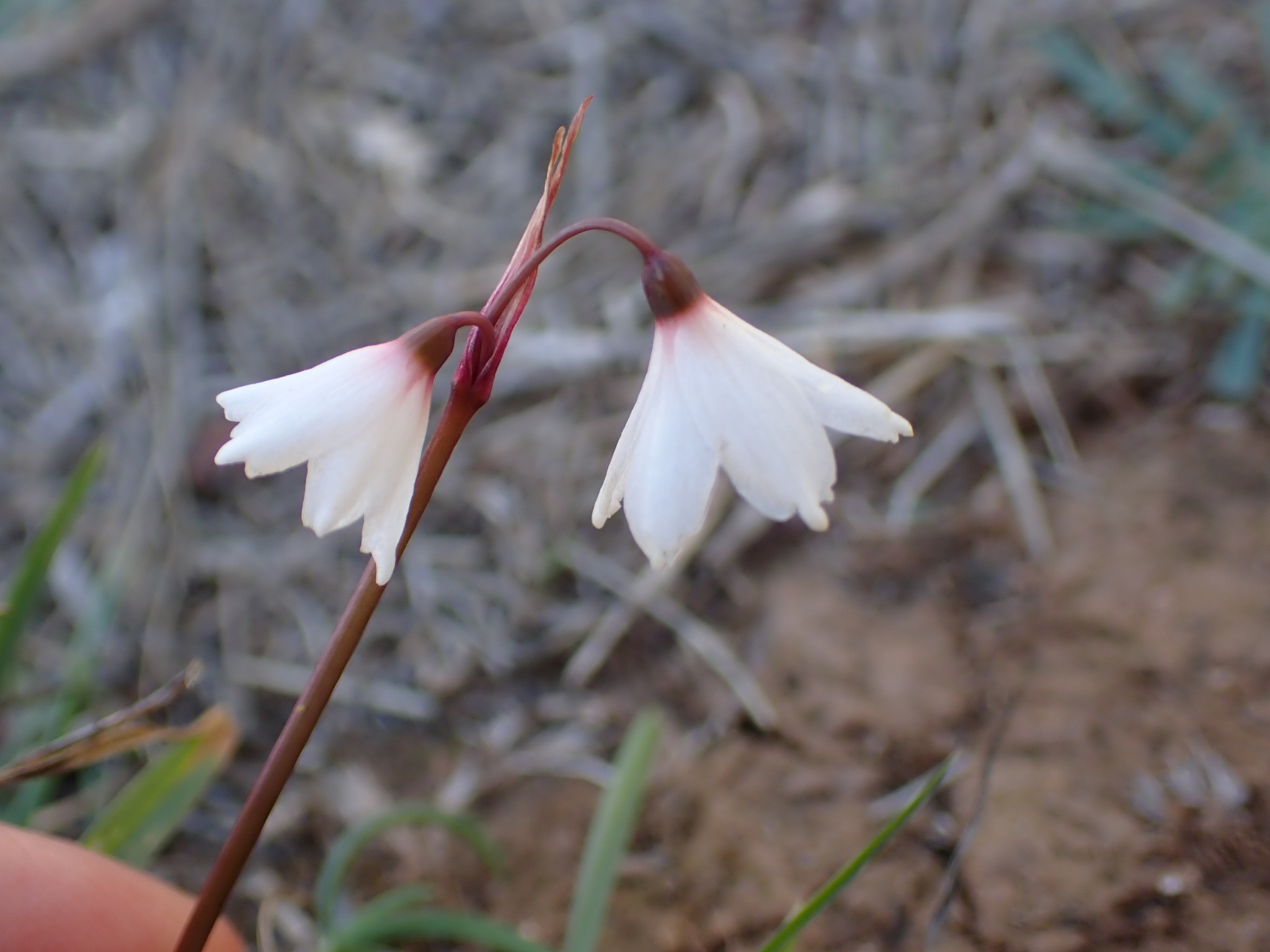 Photograph of Autumn Snowflake (Acis)