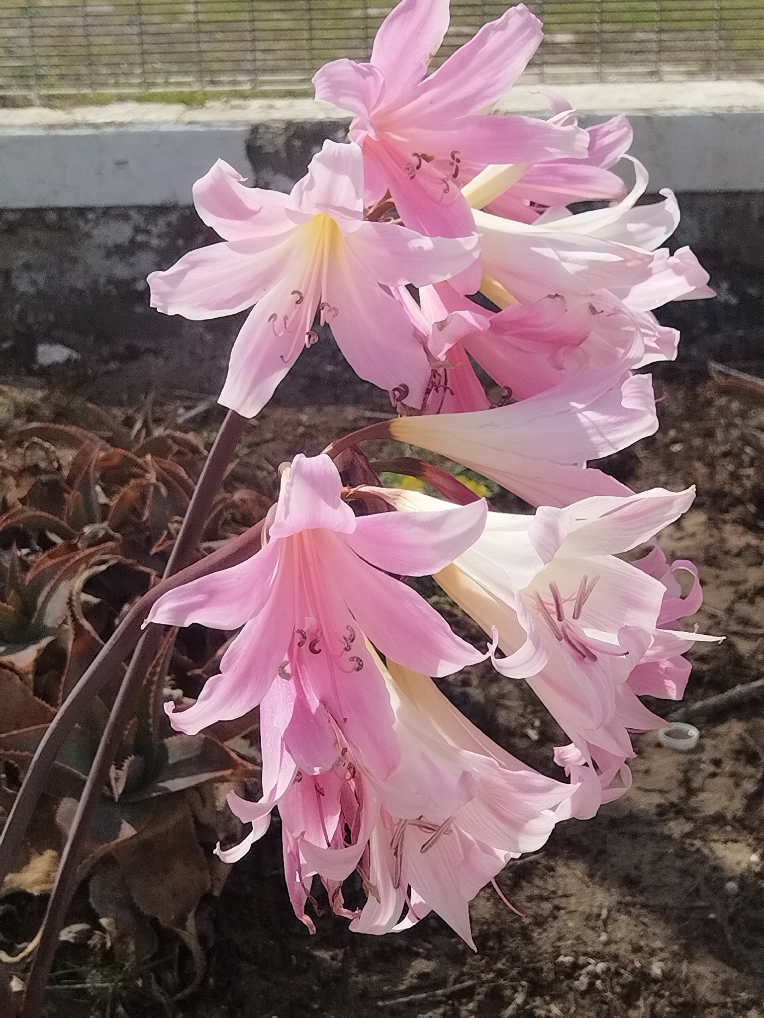Photograph of Belladonna Lily (Amaryllis)