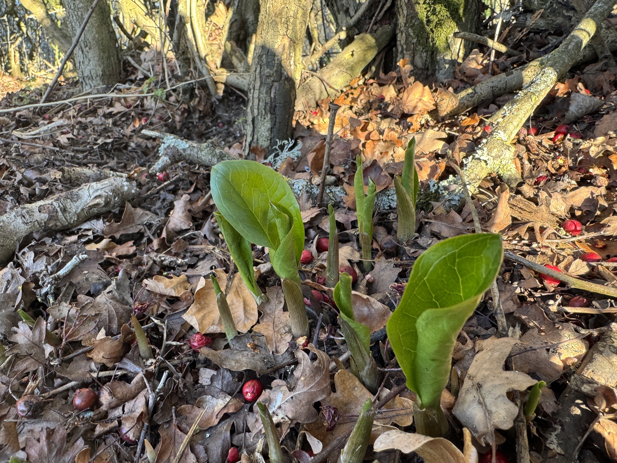 Photograph of Arum