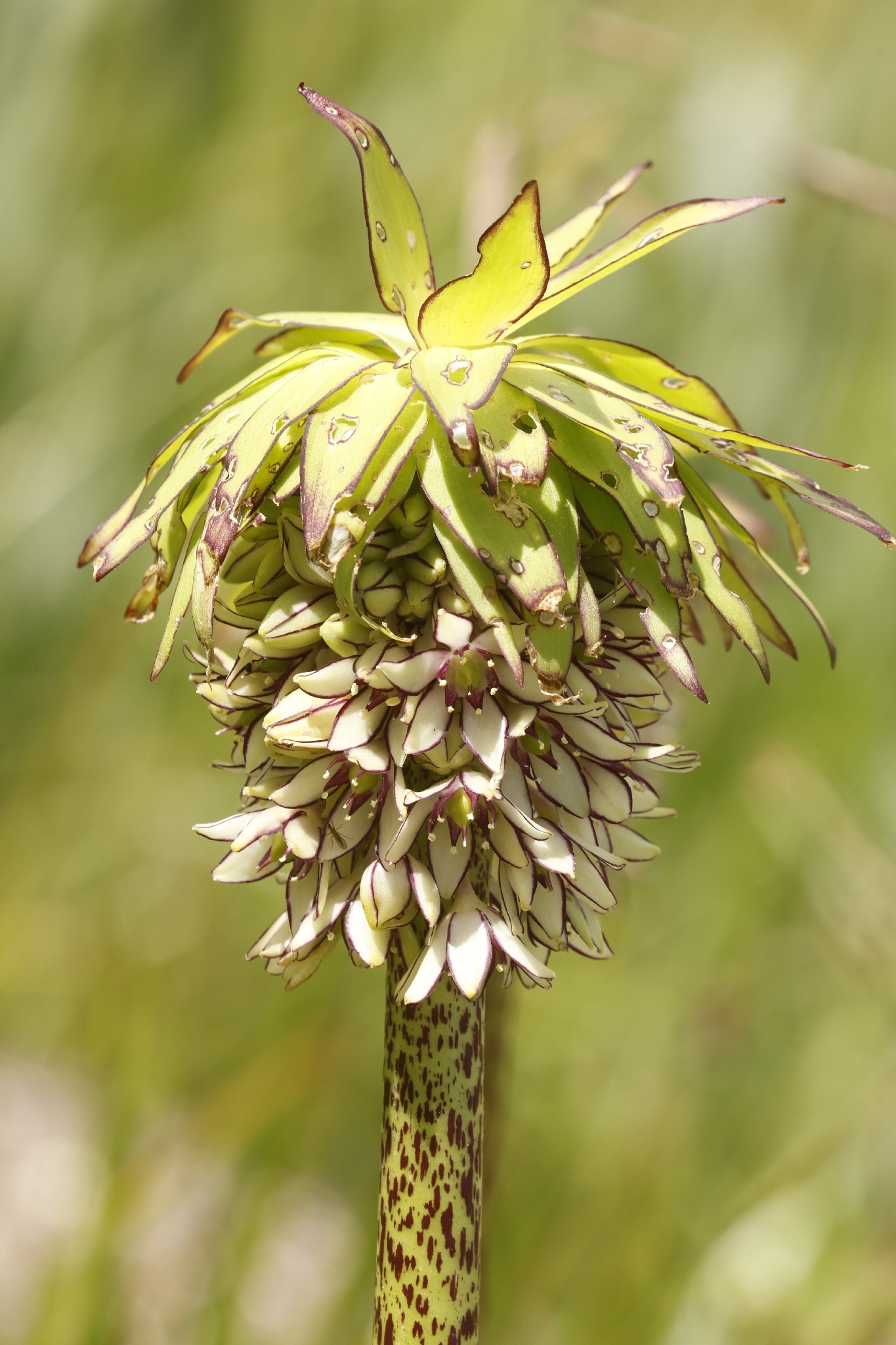 Photograph of Pineapple Lily