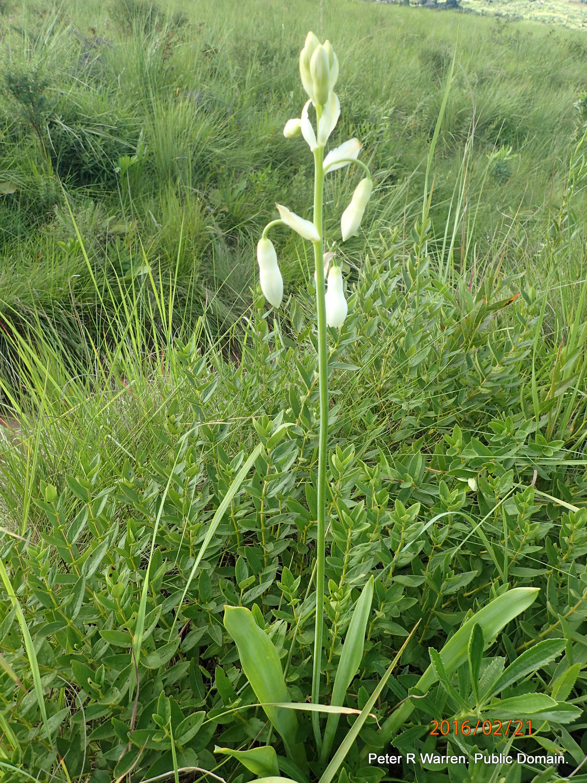Photograph of Summer Hyacinth