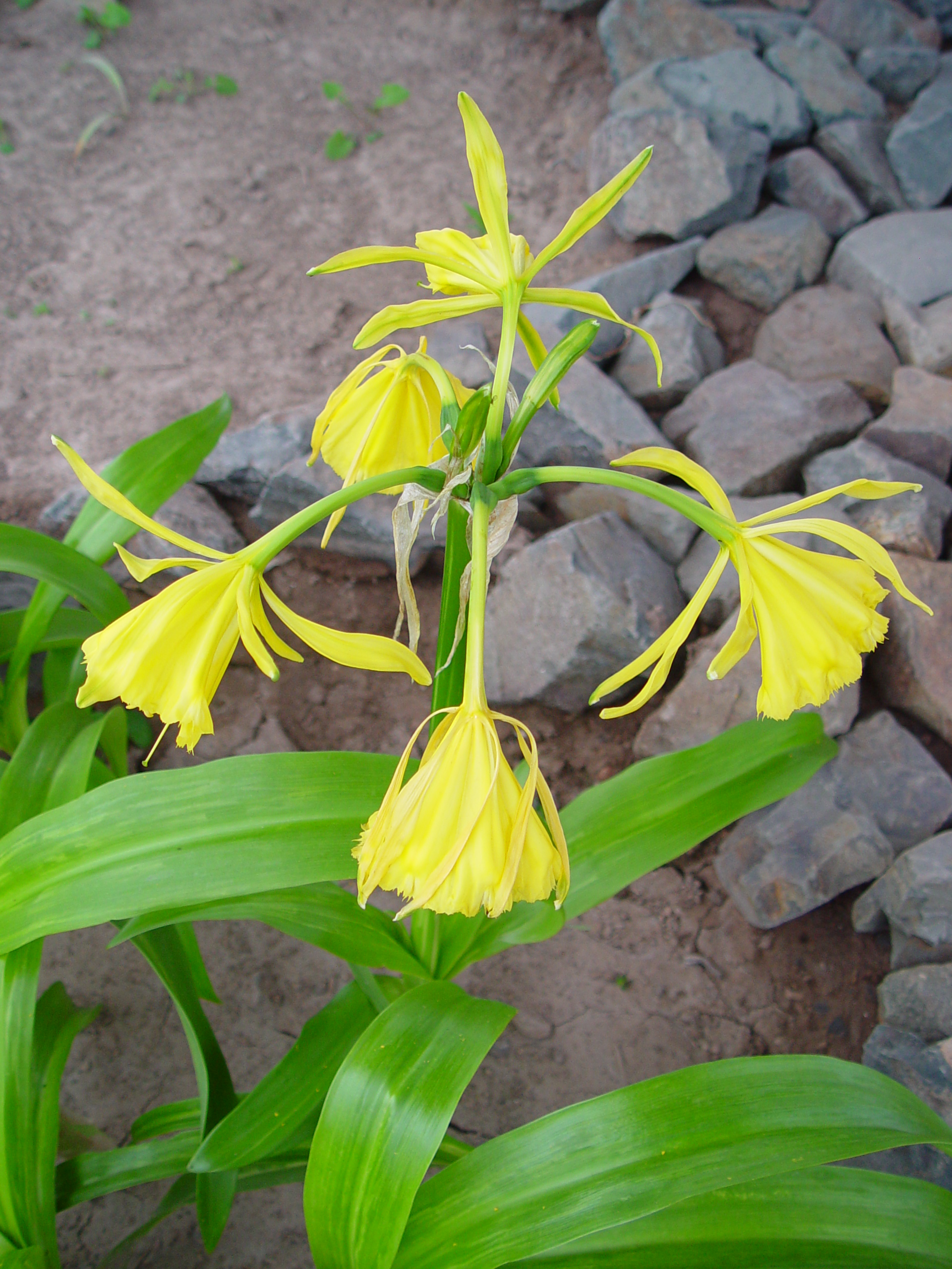 Photograph of Ismene