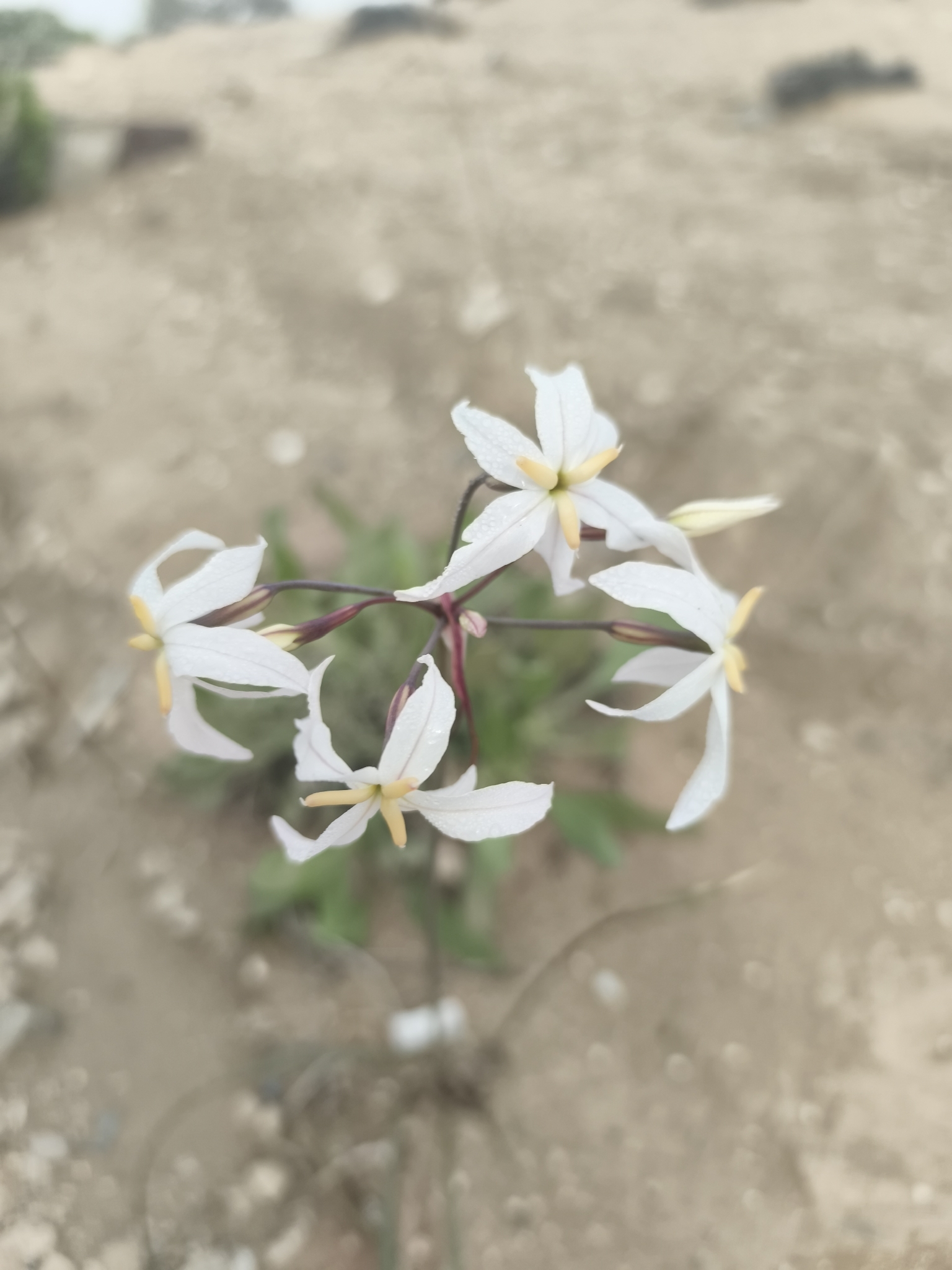Photograph of Leucocoryne